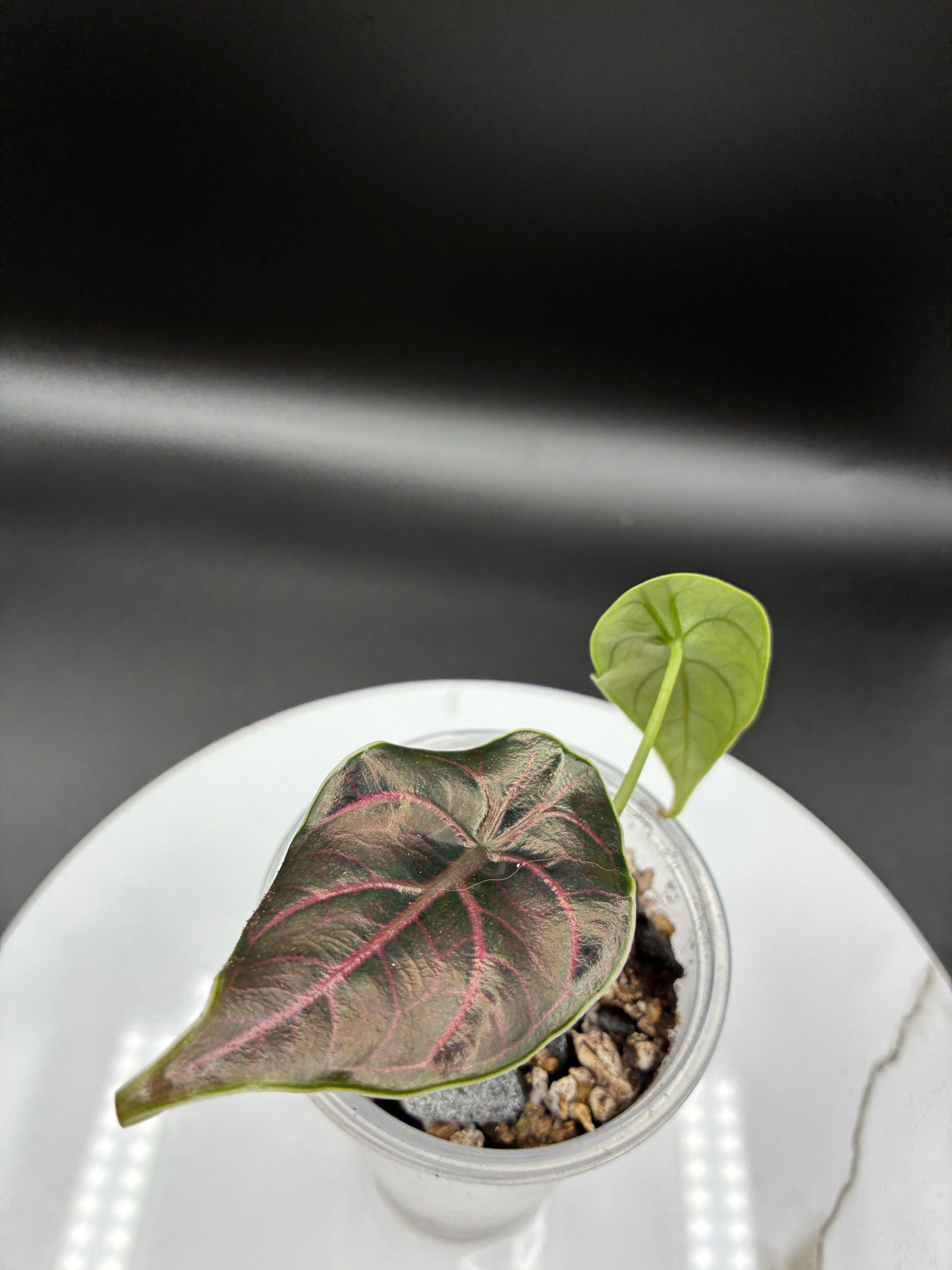Alocasia Azlanii #0078