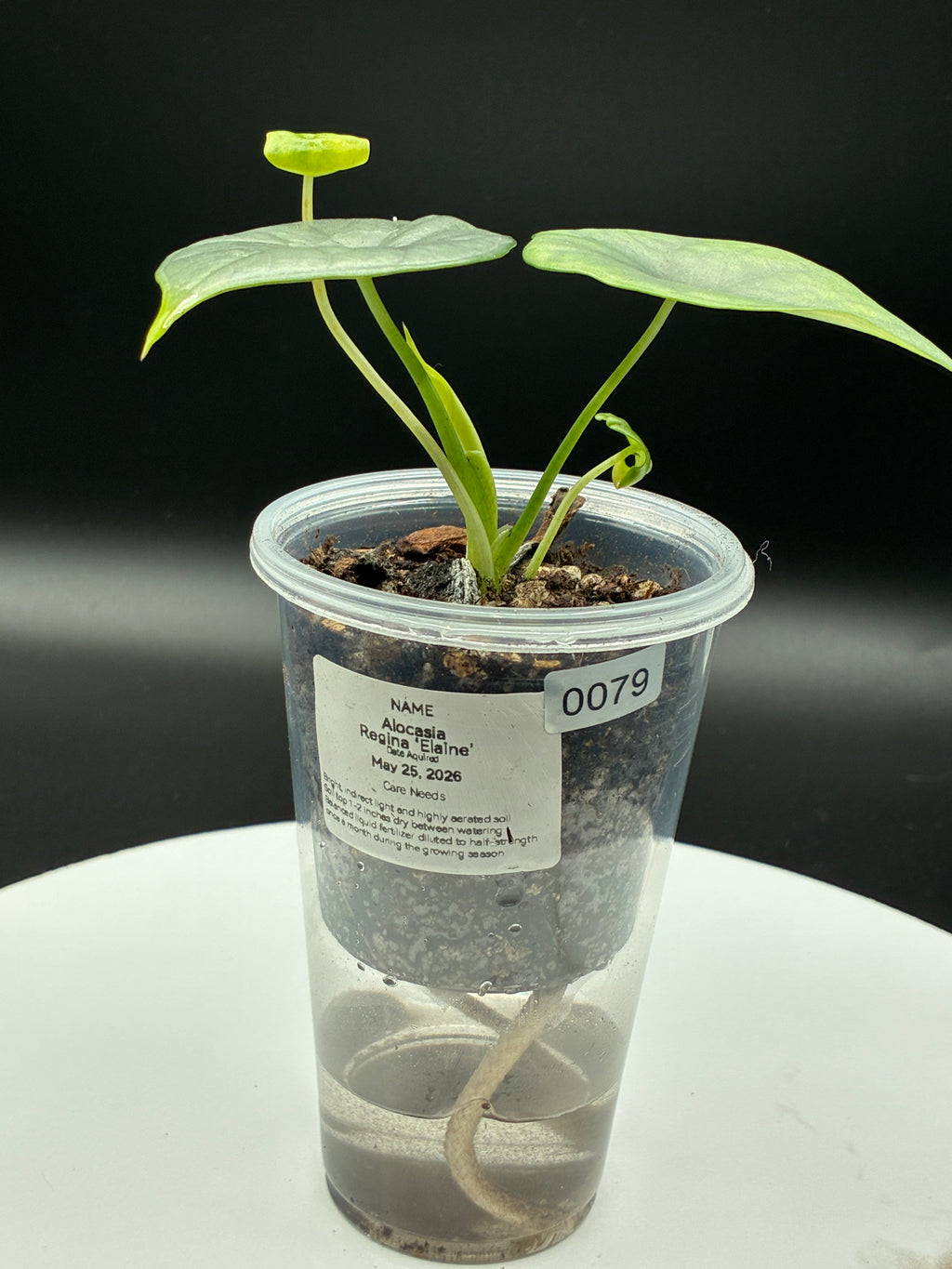Alocasia Reginae Elaine #0079
