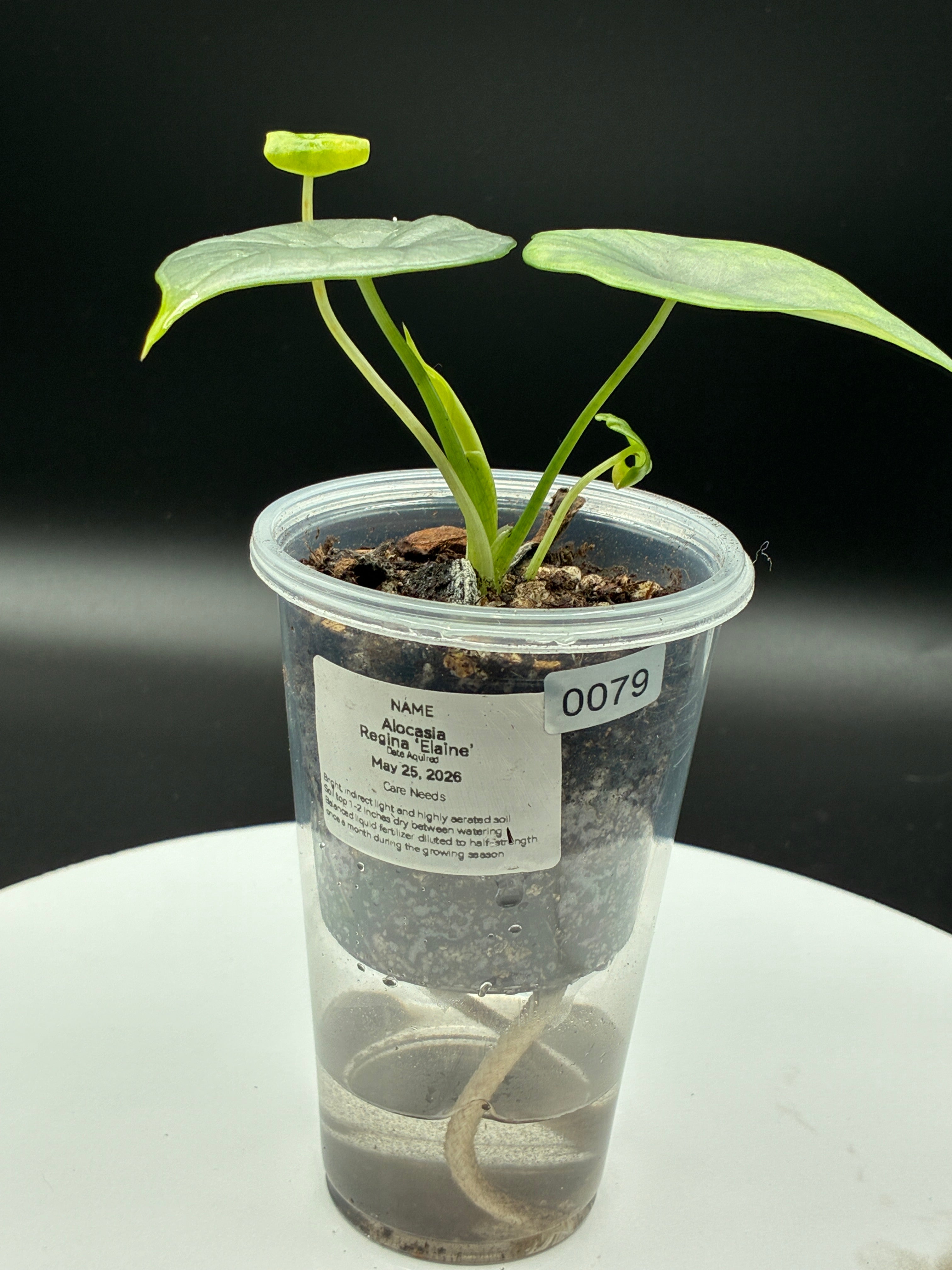 Alocasia Reginae Elaine #0079