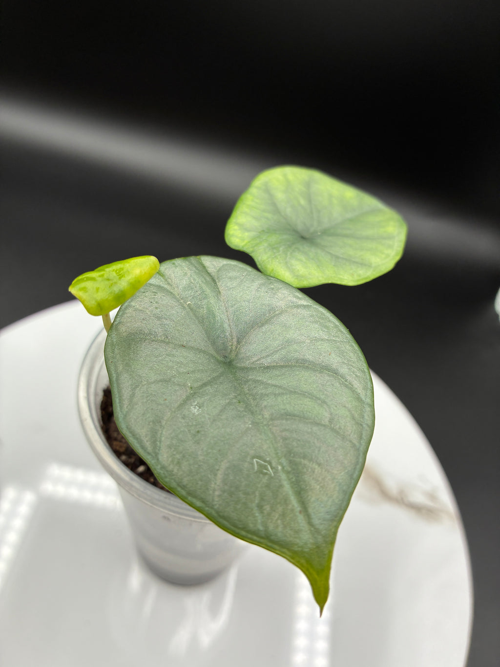 Alocasia Reginae Elaine #0079