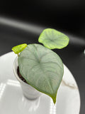 Alocasia Reginae Elaine #0079