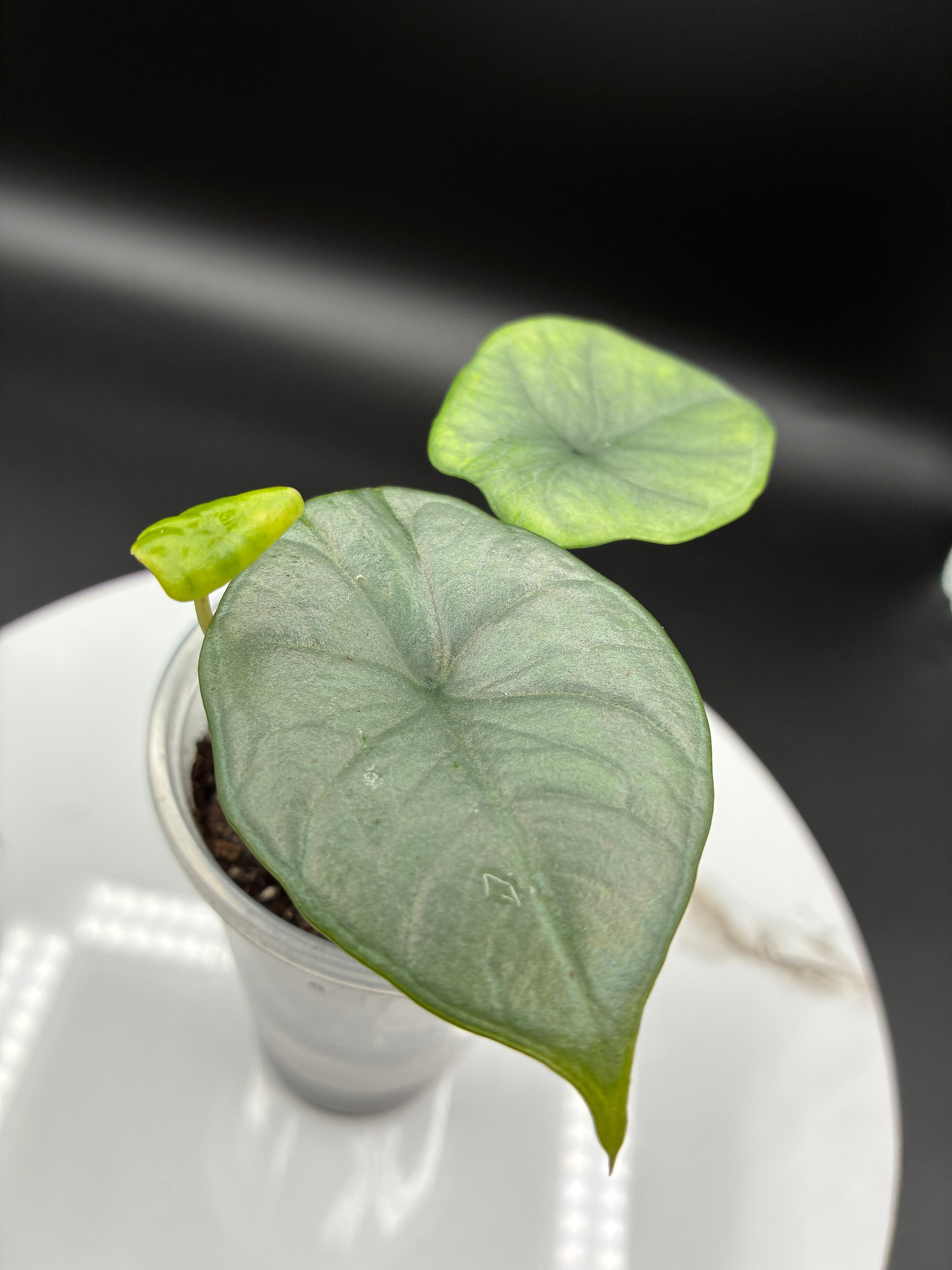 Alocasia Reginae Elaine #0079