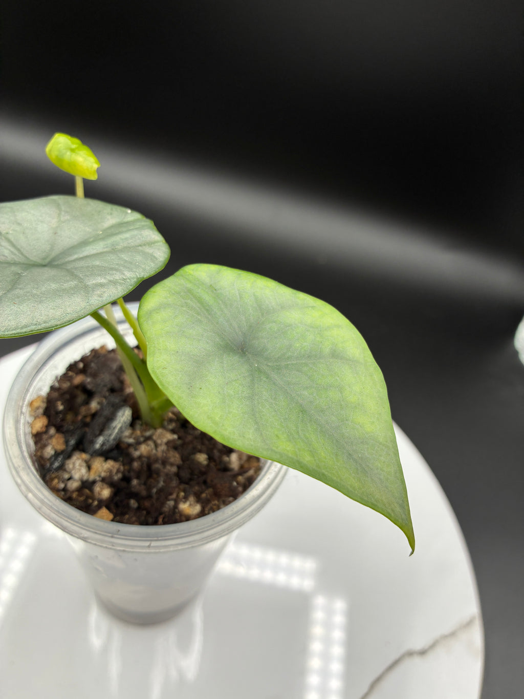 Alocasia Reginae Elaine #0079