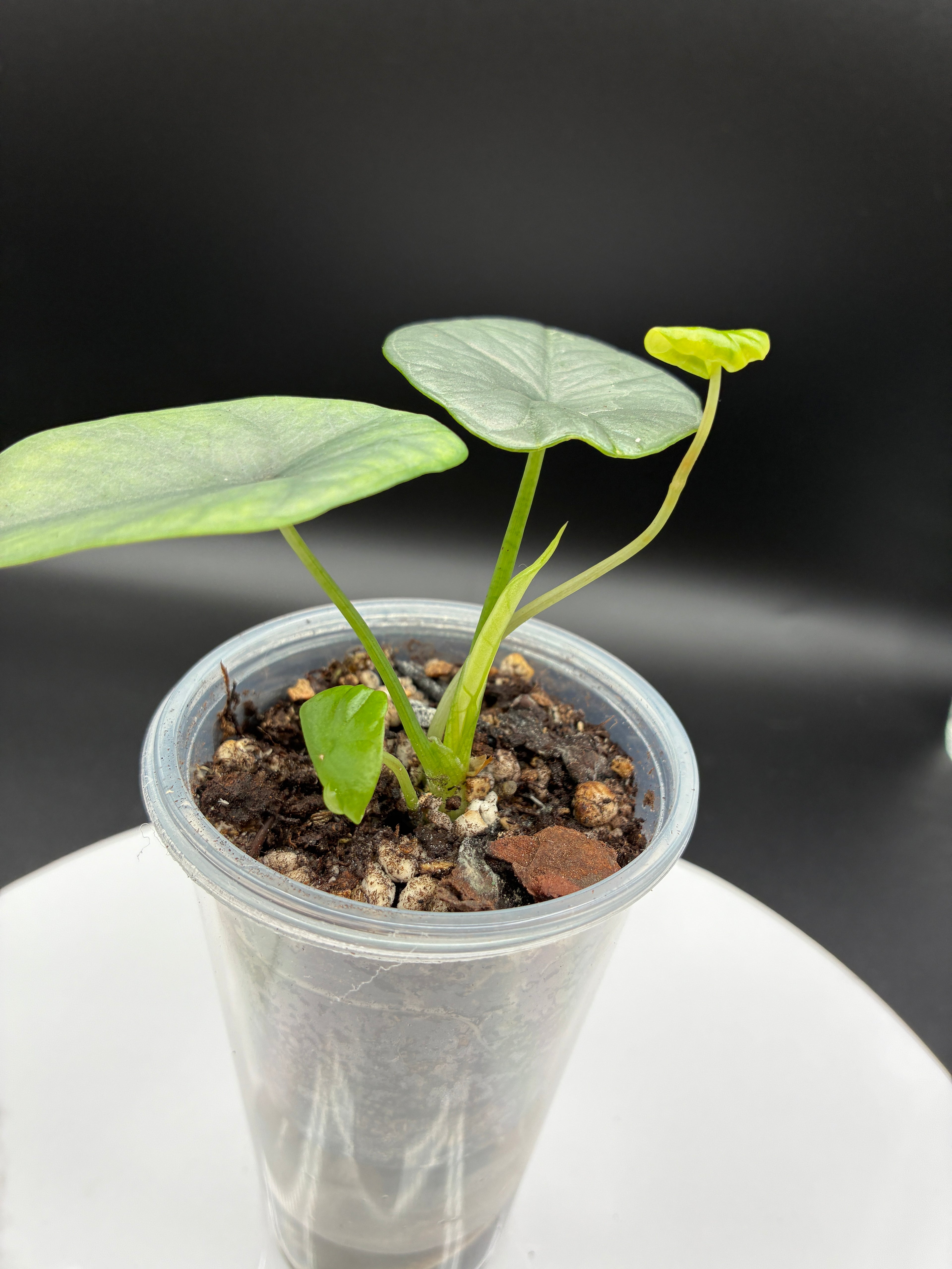 Alocasia Reginae Elaine #0079