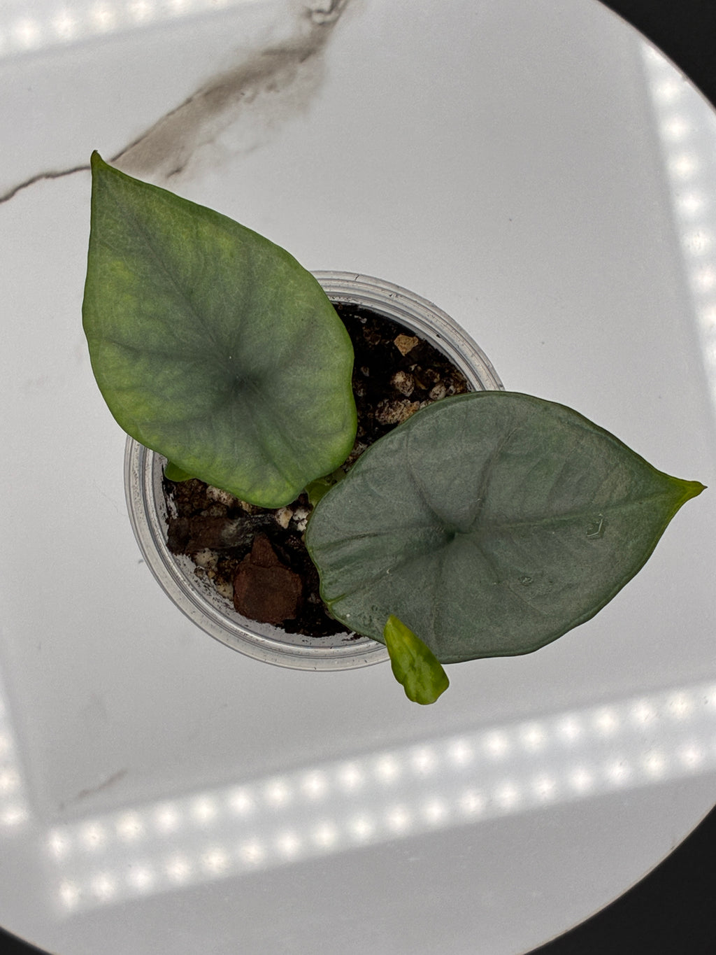 Alocasia Reginae Elaine #0079