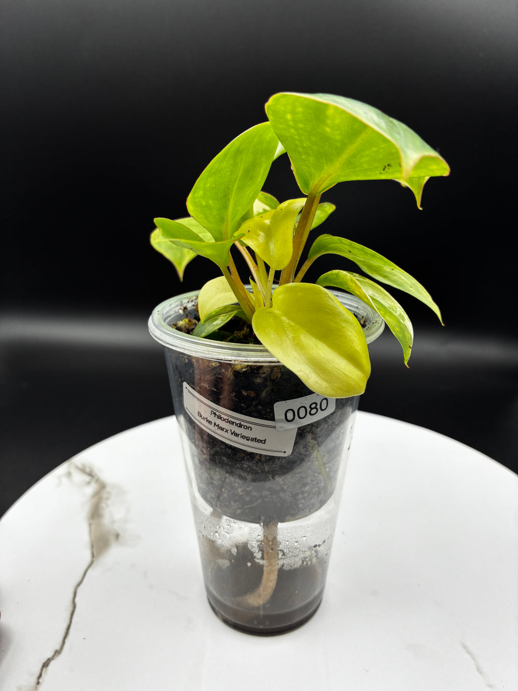 Philodendron Burle Marx Variegated #0080