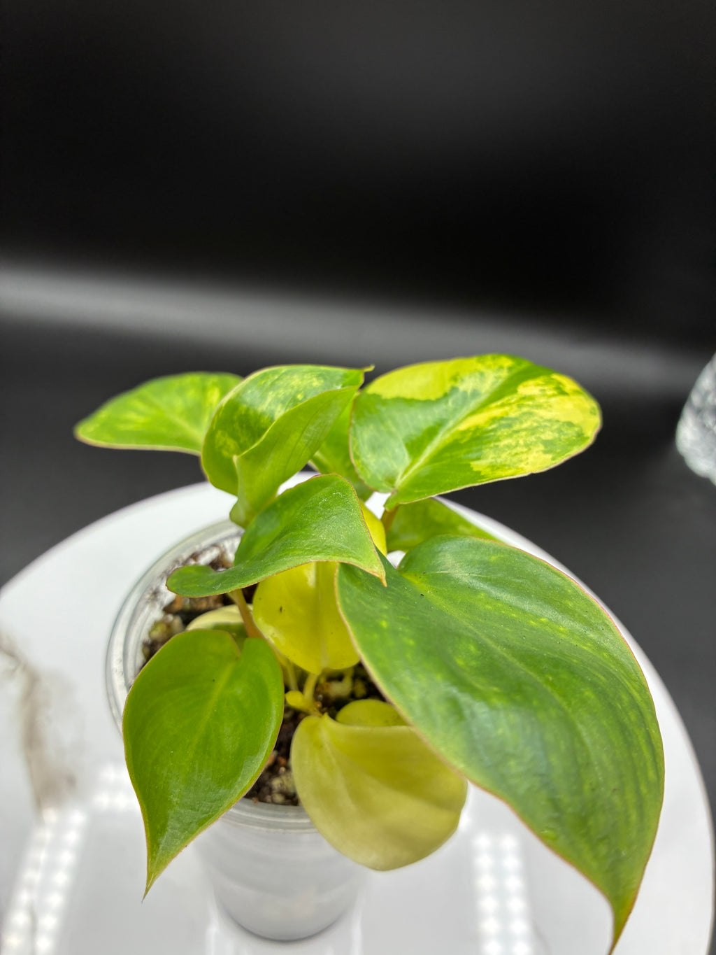 Philodendron Burle Marx Variegated #0080