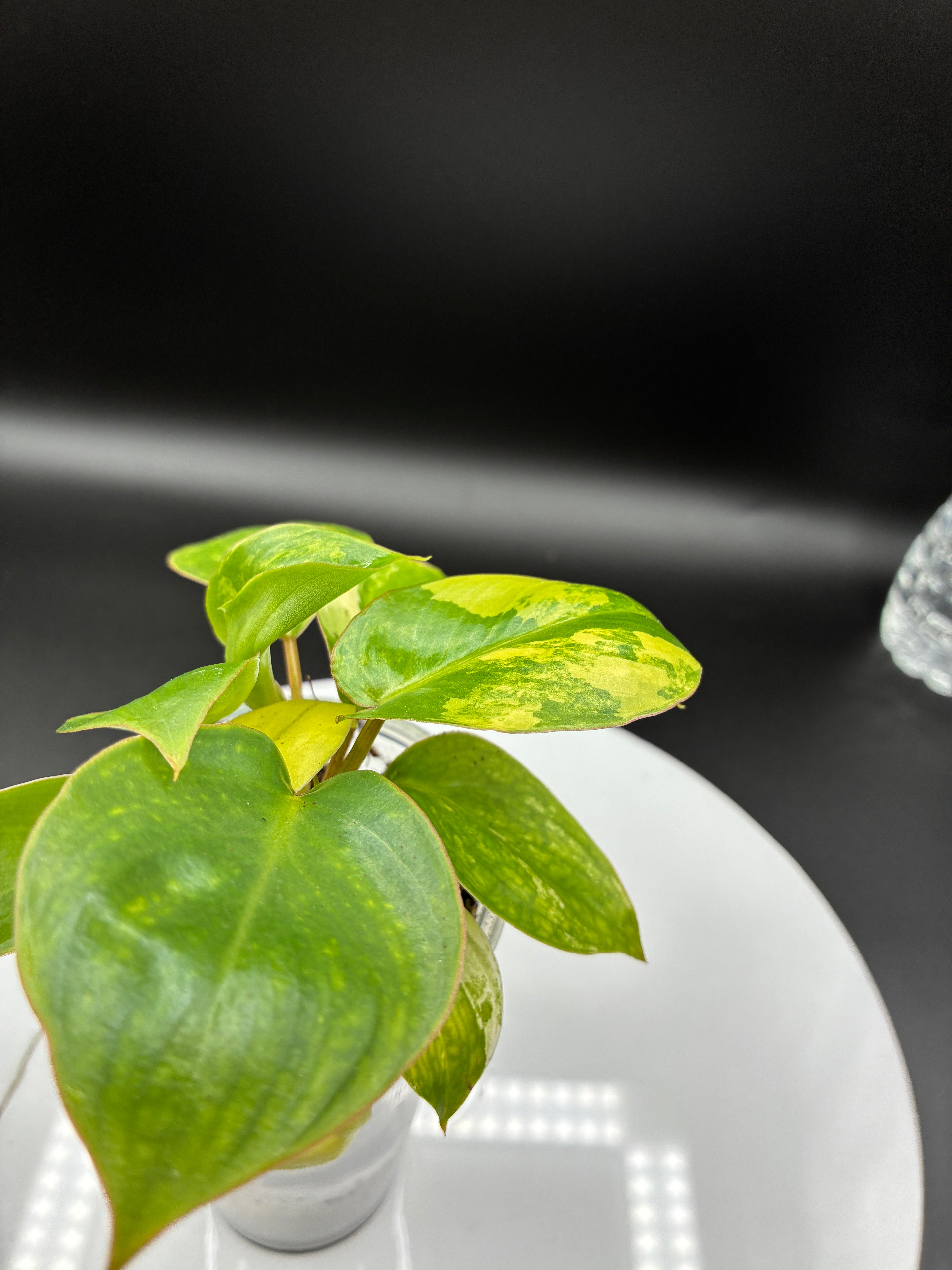 Philodendron Burle Marx Variegated #0080