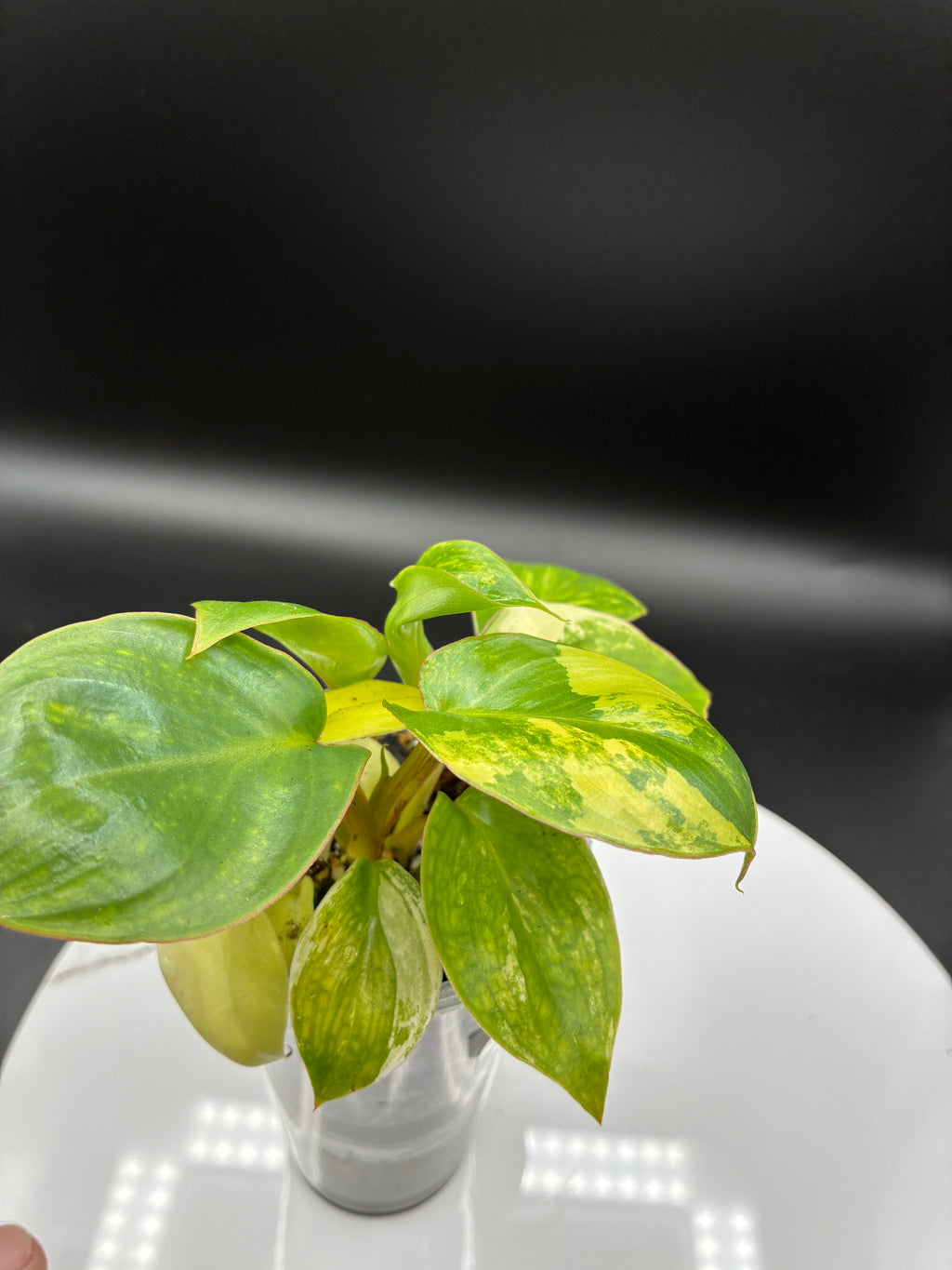 Philodendron Burle Marx Variegated #0080
