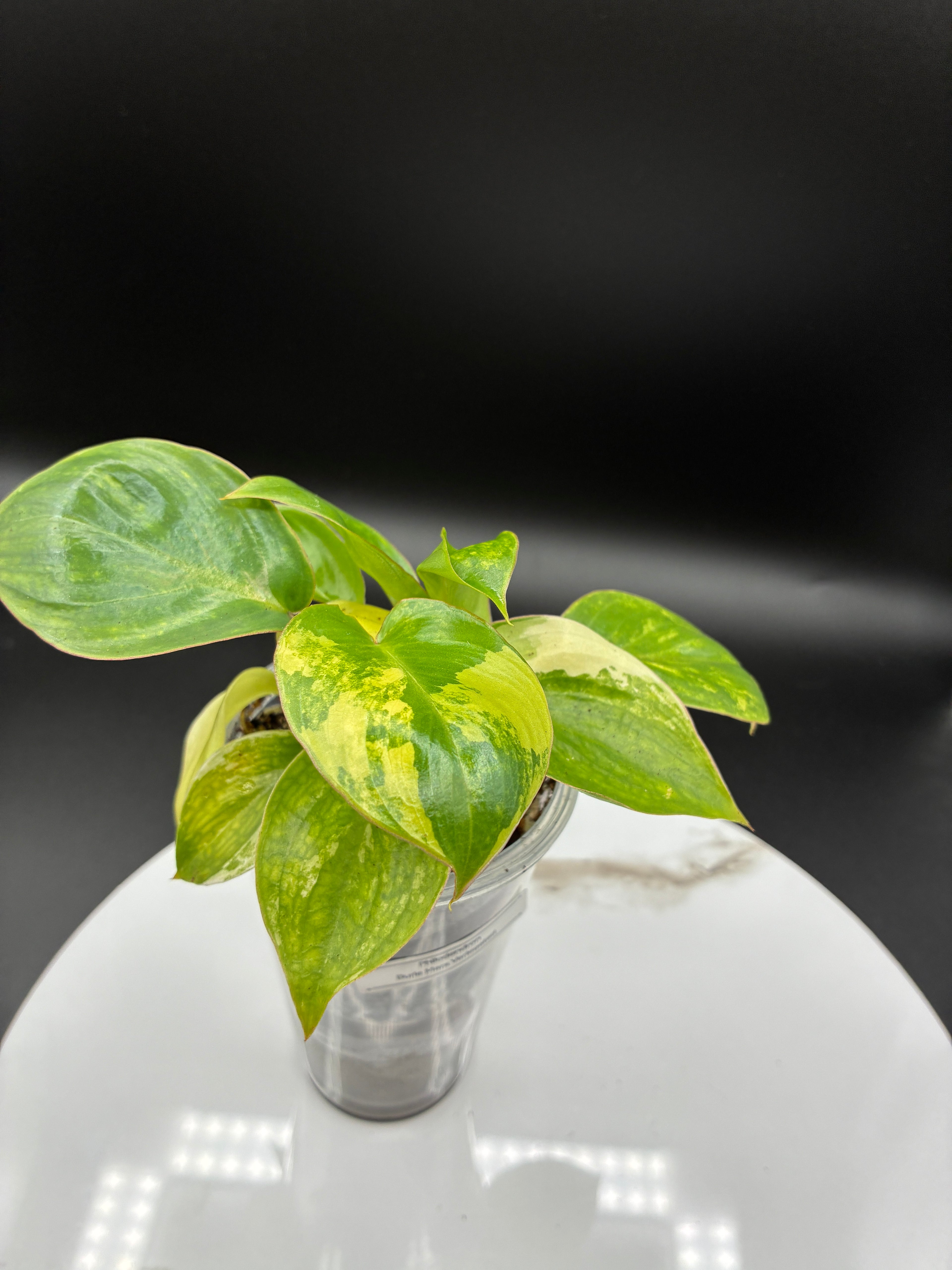 Philodendron Burle Marx Variegated #0080
