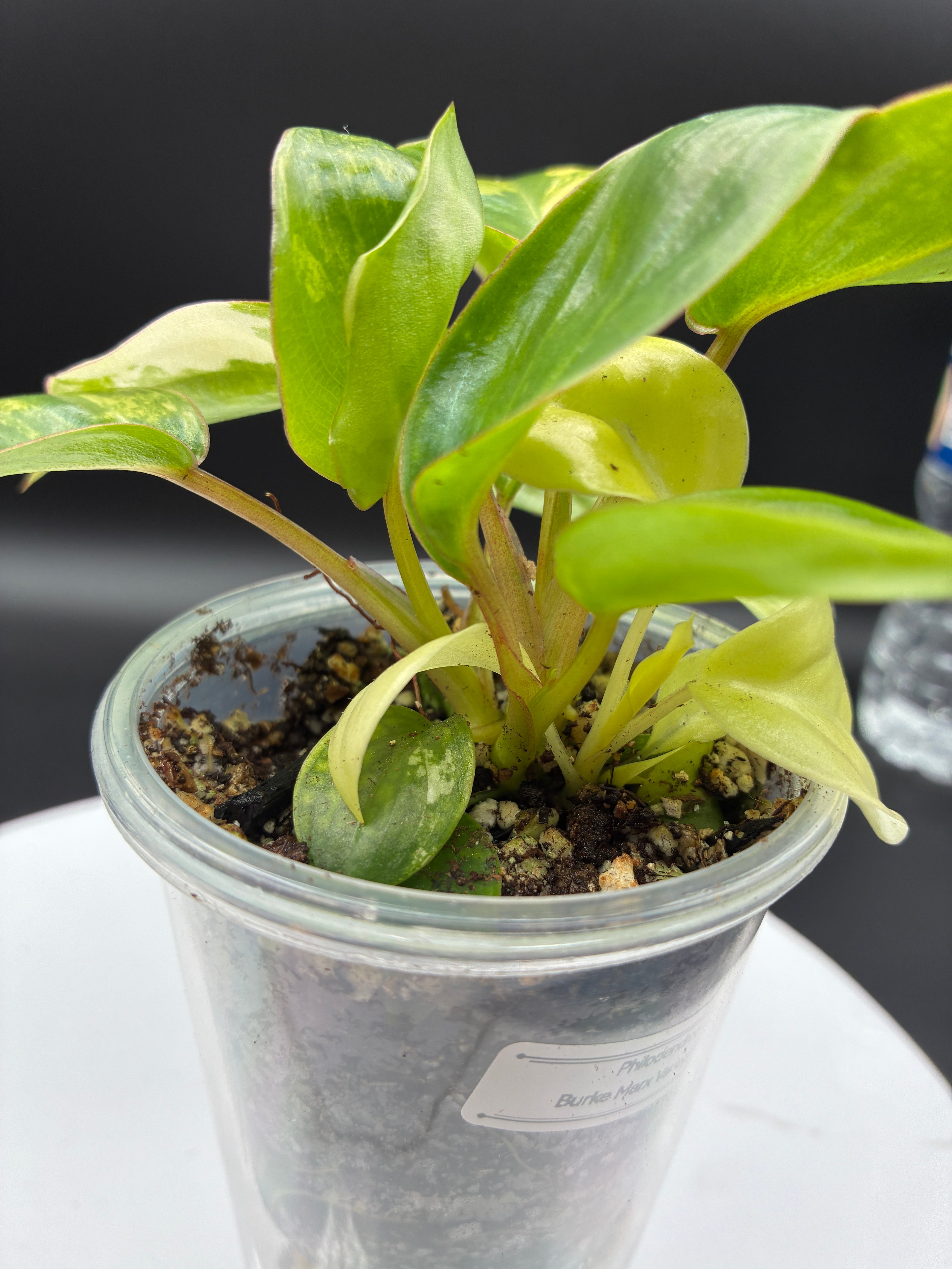 Philodendron Burle Marx Variegated #0080