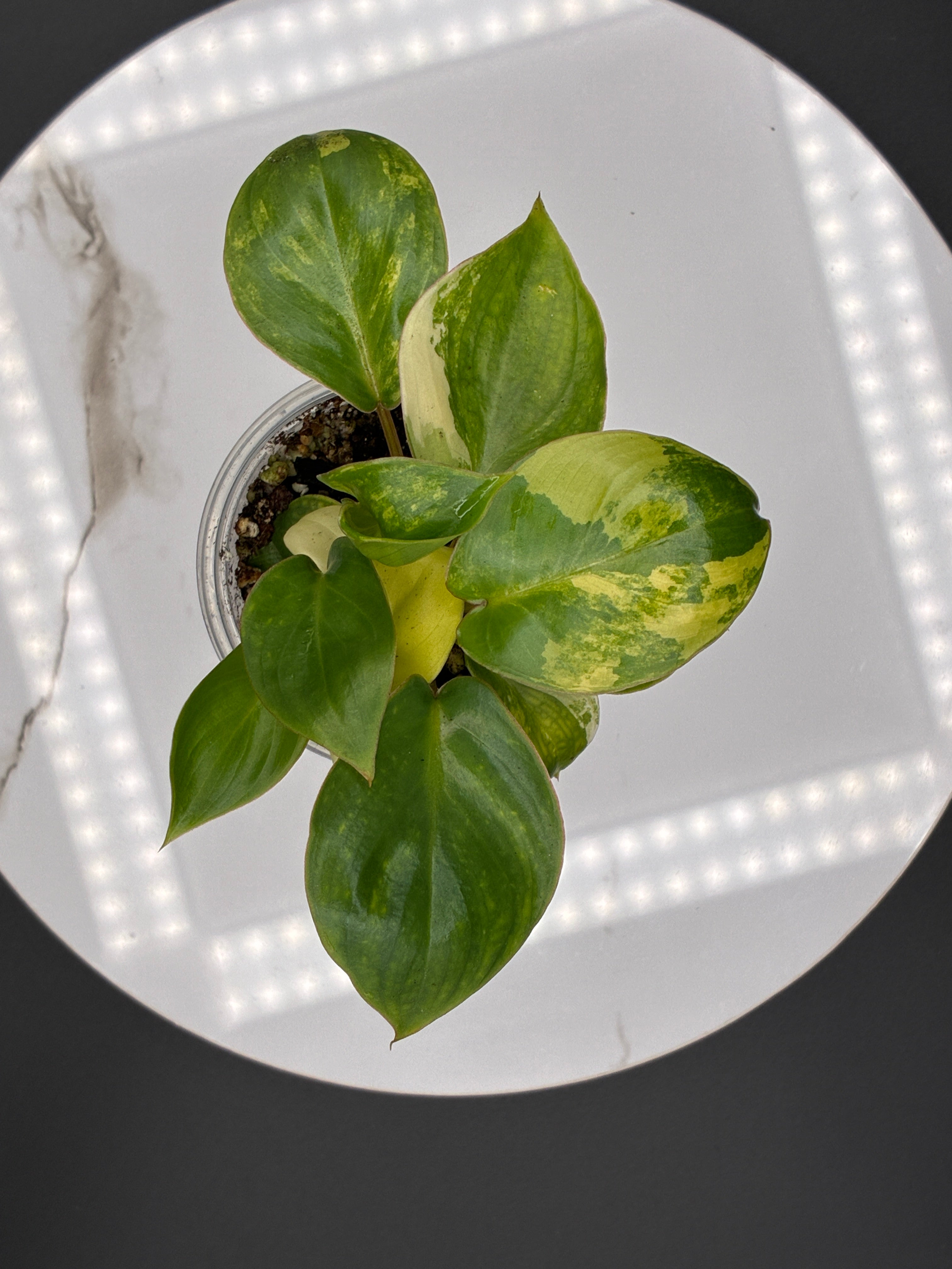 Philodendron Burle Marx Variegated #0080