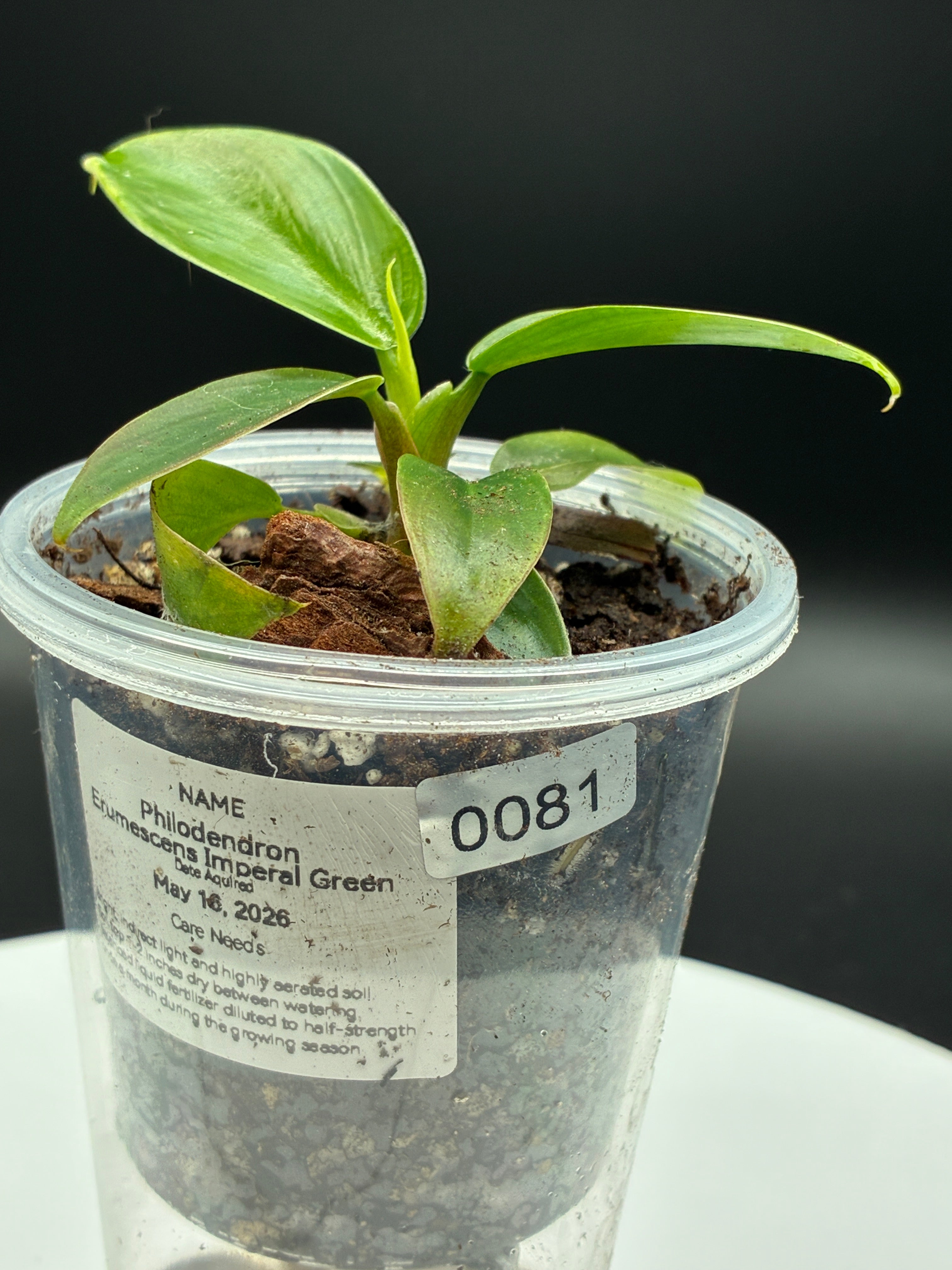 Philoderdron Erubescens Imperial Green #0081