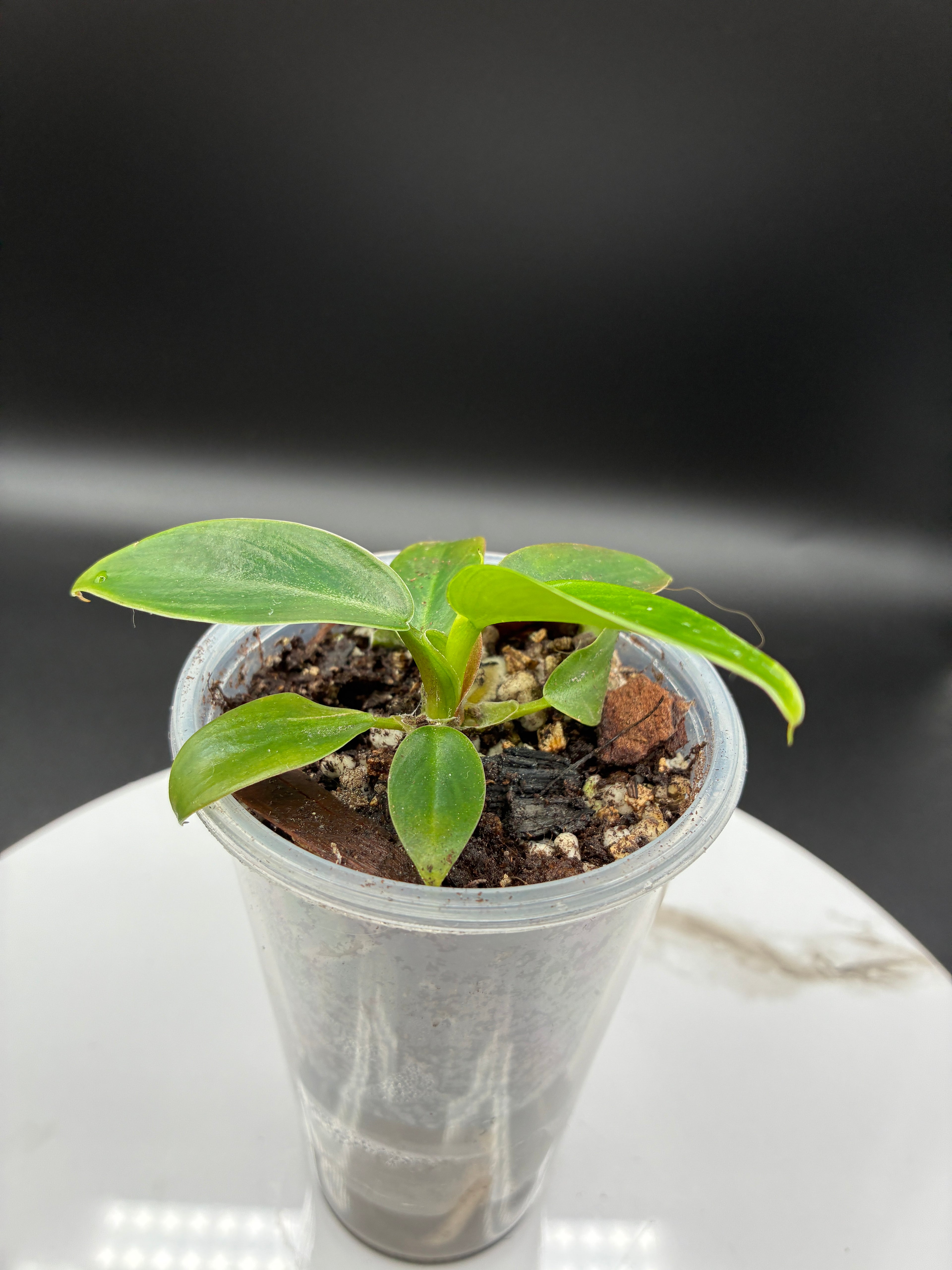 Philoderdron Erubescens Imperial Green #0081