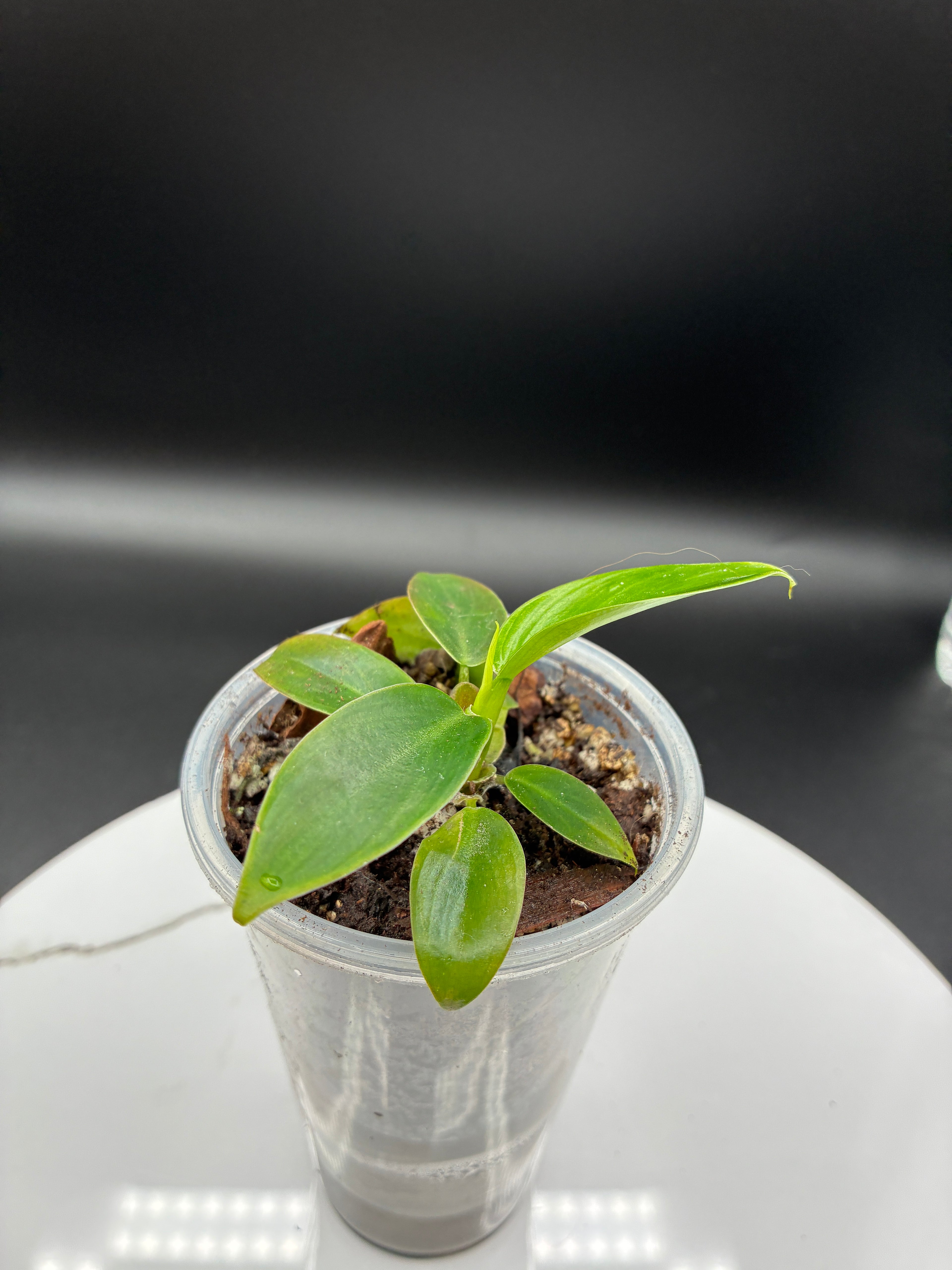 Philoderdron Erubescens Imperial Green #0081