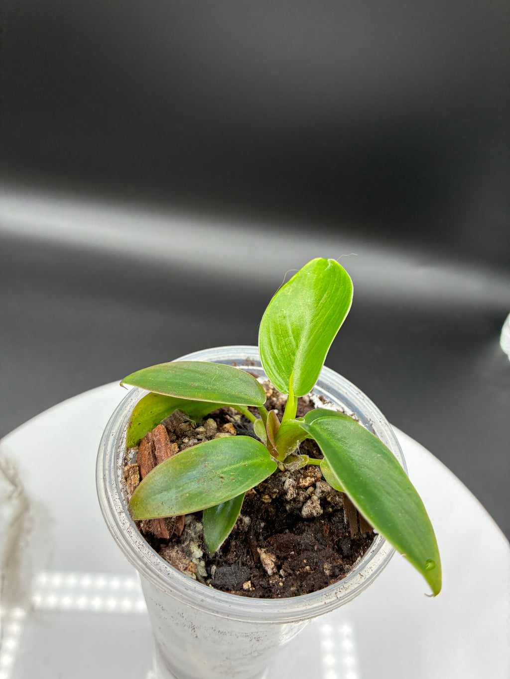 Philoderdron Erubescens Imperial Green #0081