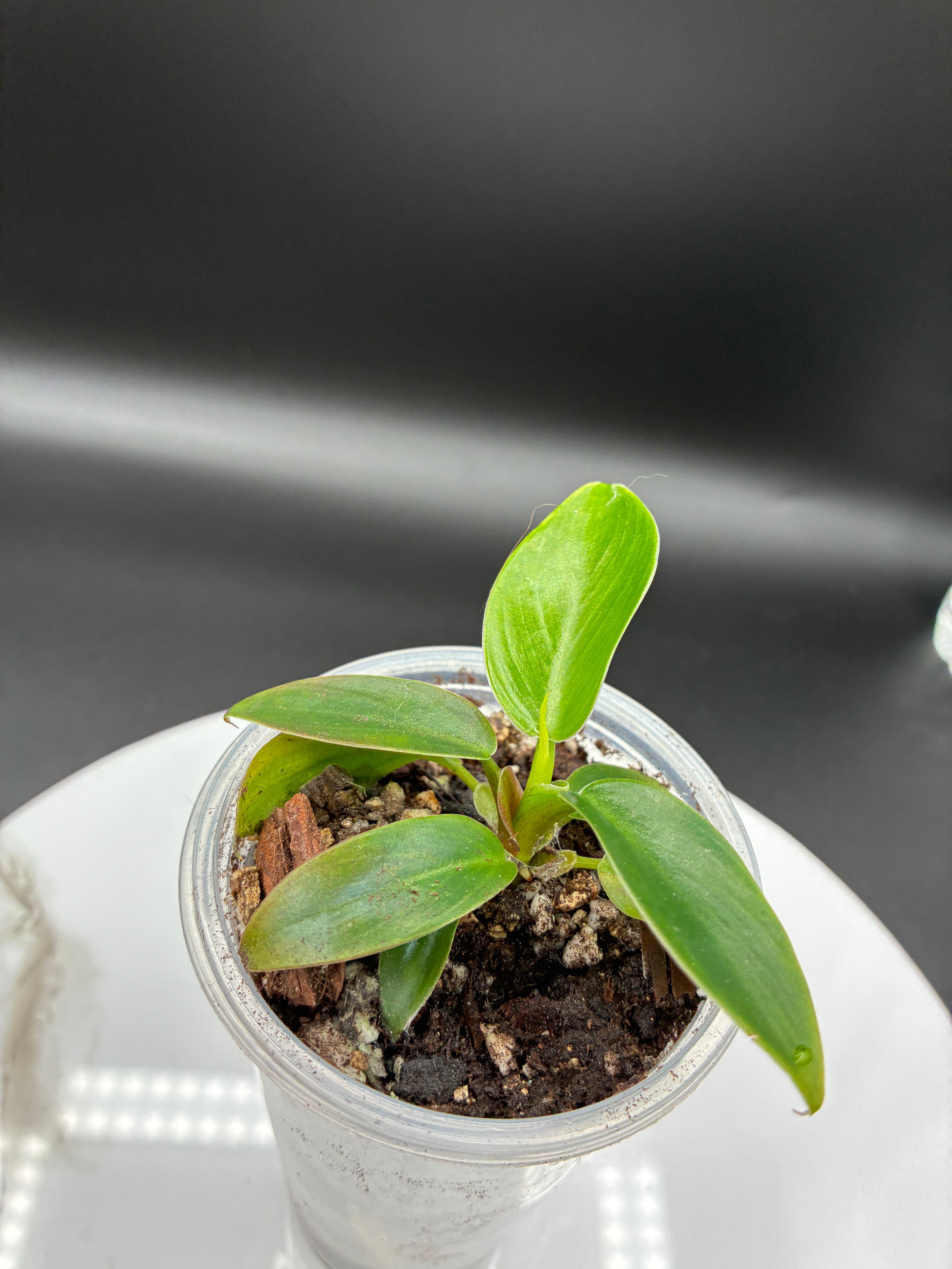 Philoderdron Erubescens Imperial Green #0081
