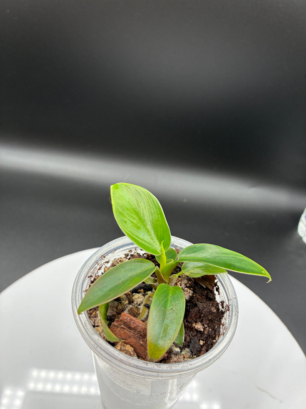 Philoderdron Erubescens Imperial Green #0081