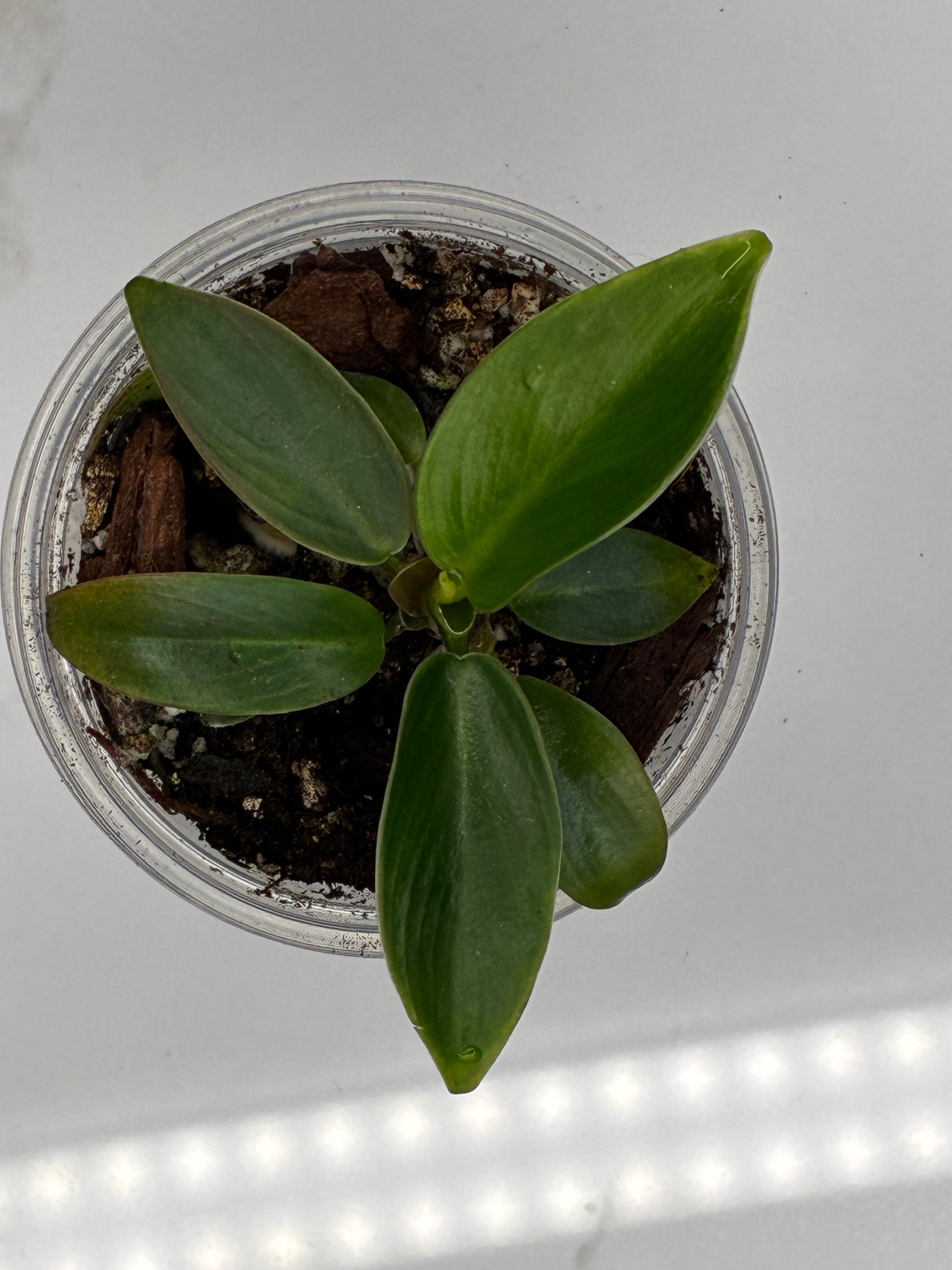 Philoderdron Erubescens Imperial Green #0081