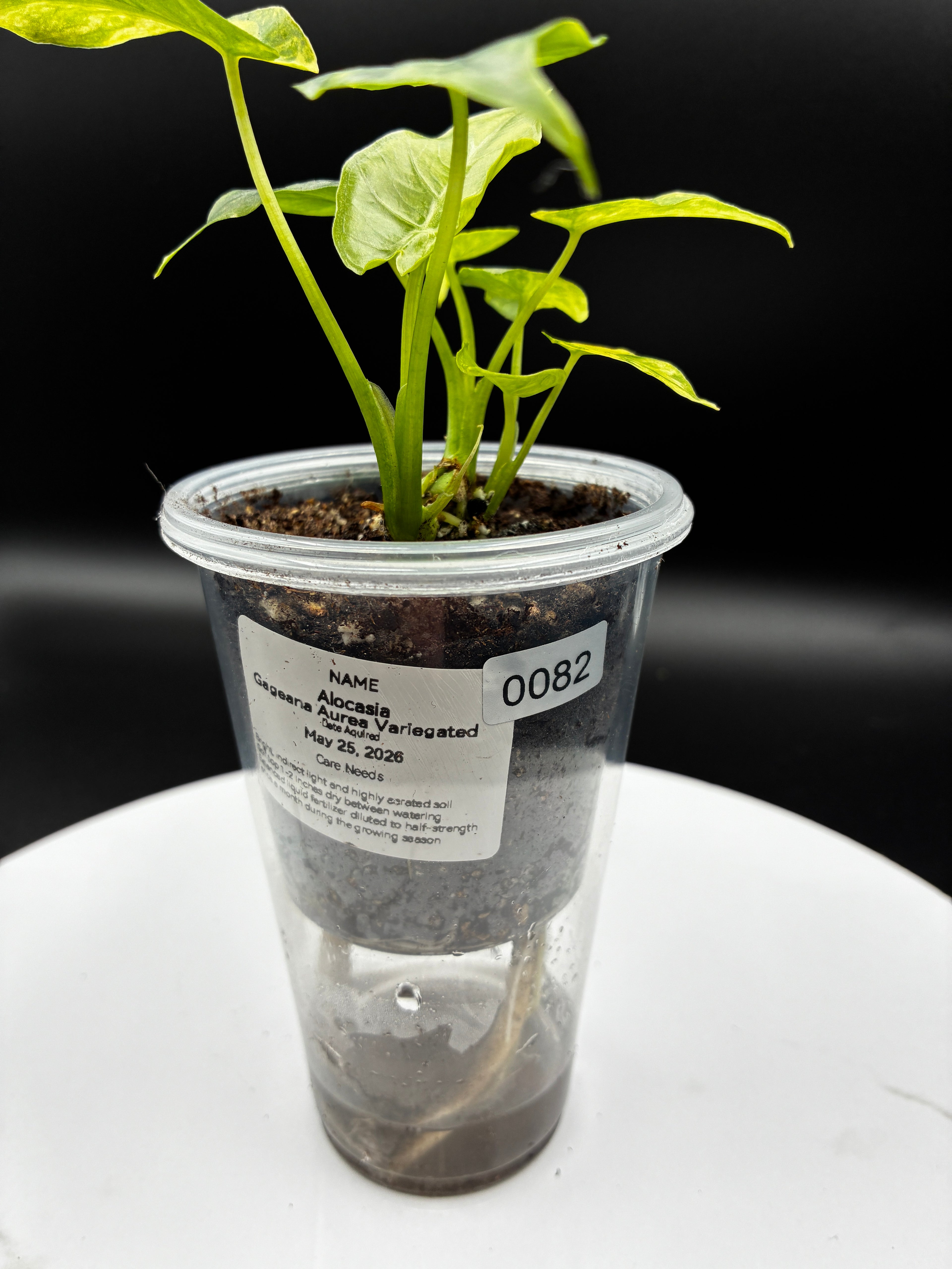 Alocasia Gageana Aurea Variegated #0082