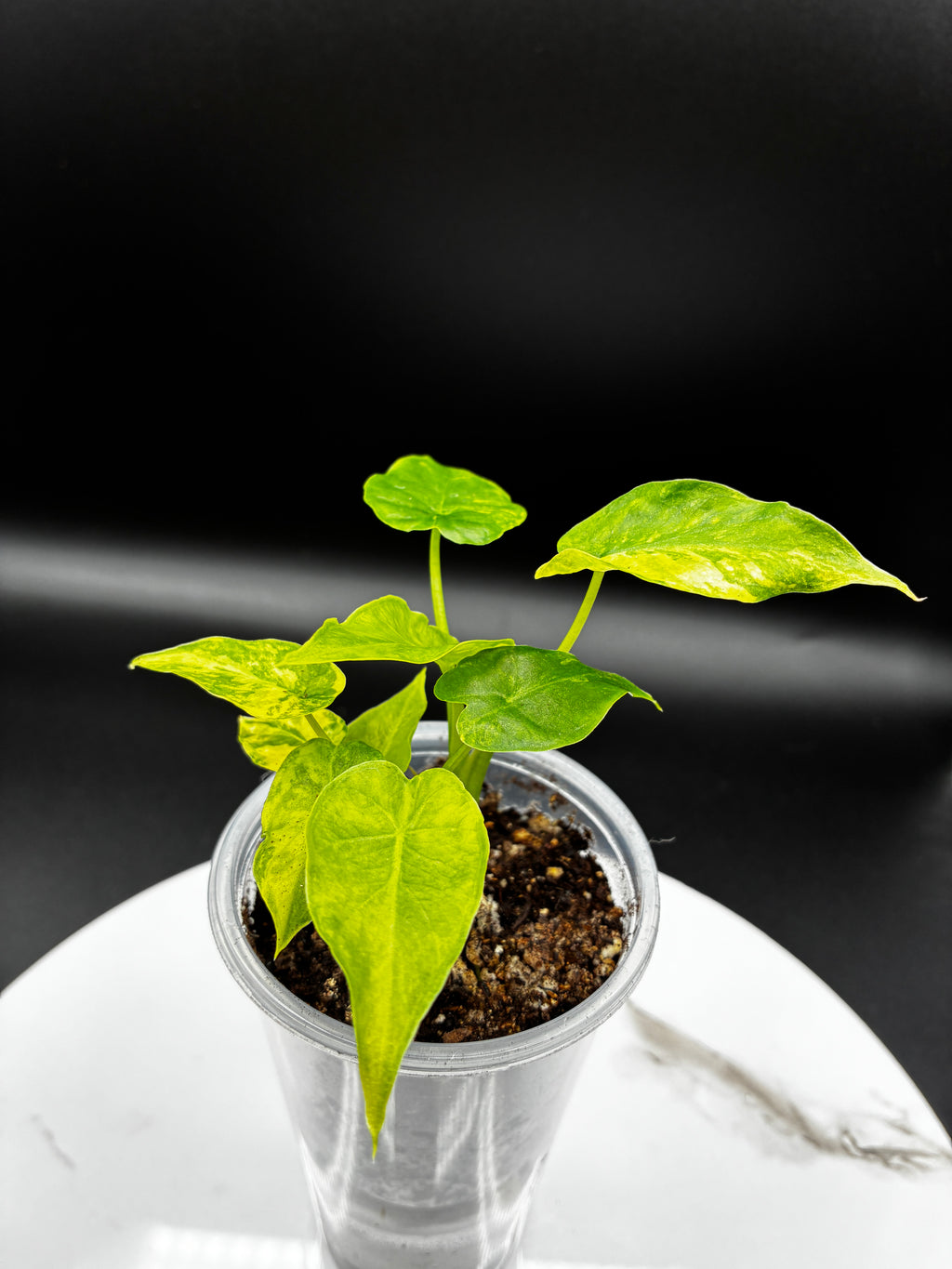 Alocasia Gageana Aurea Variegated #0082