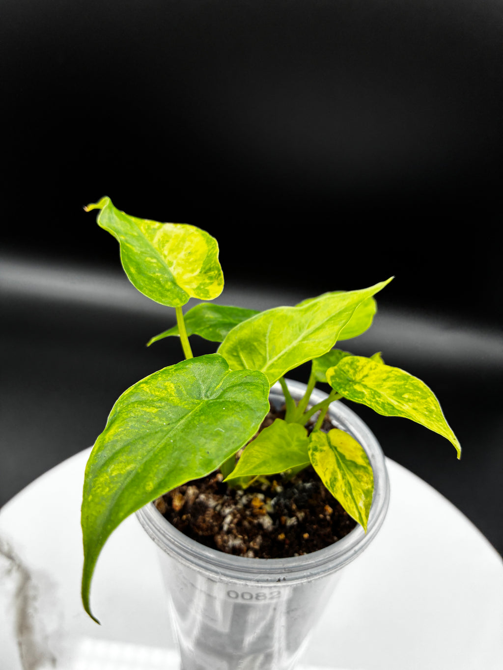 Alocasia Gageana Aurea Variegated #0082