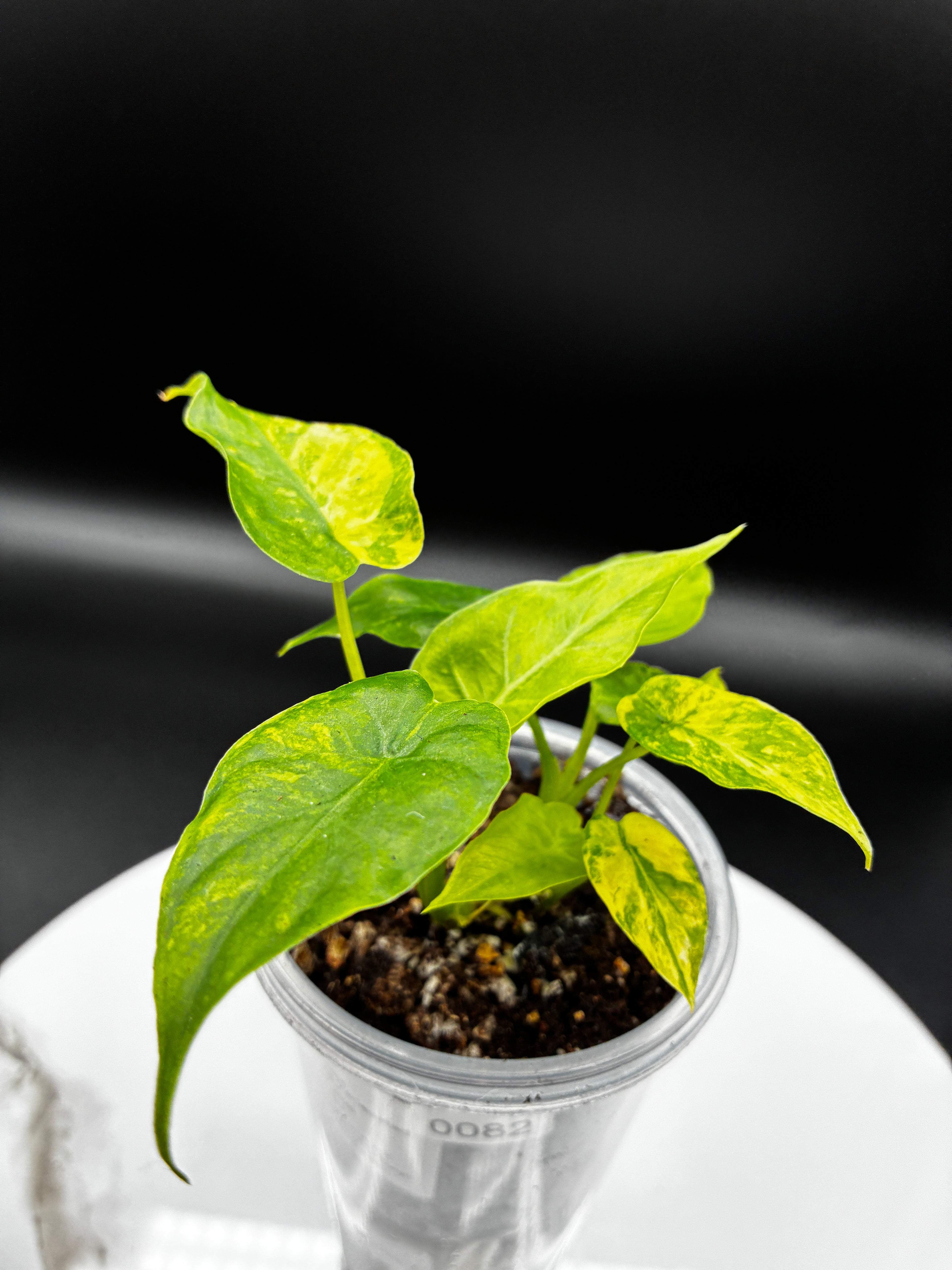 Alocasia Gageana Aurea Variegated #0082