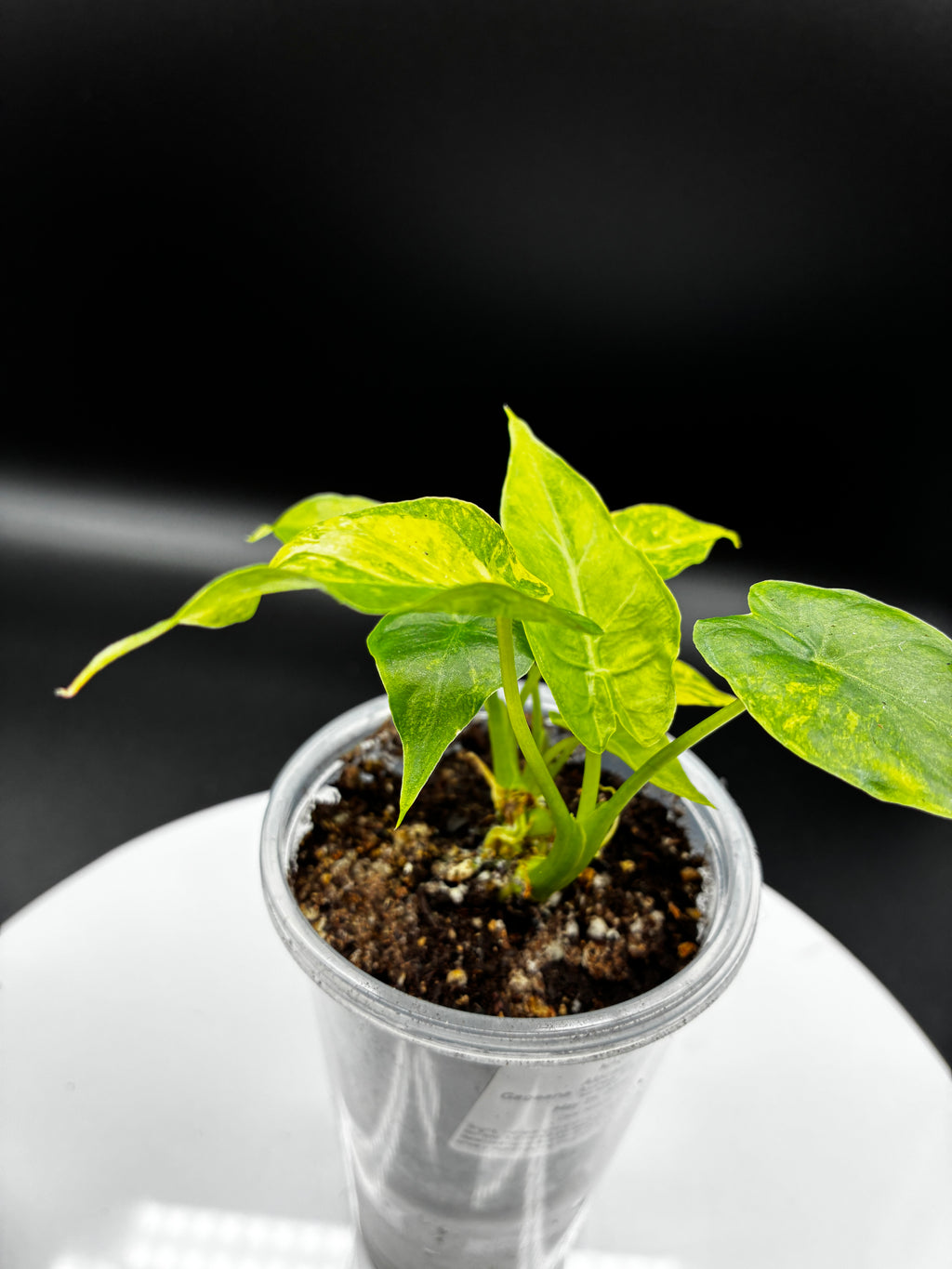 Alocasia Gageana Aurea Variegated #0082