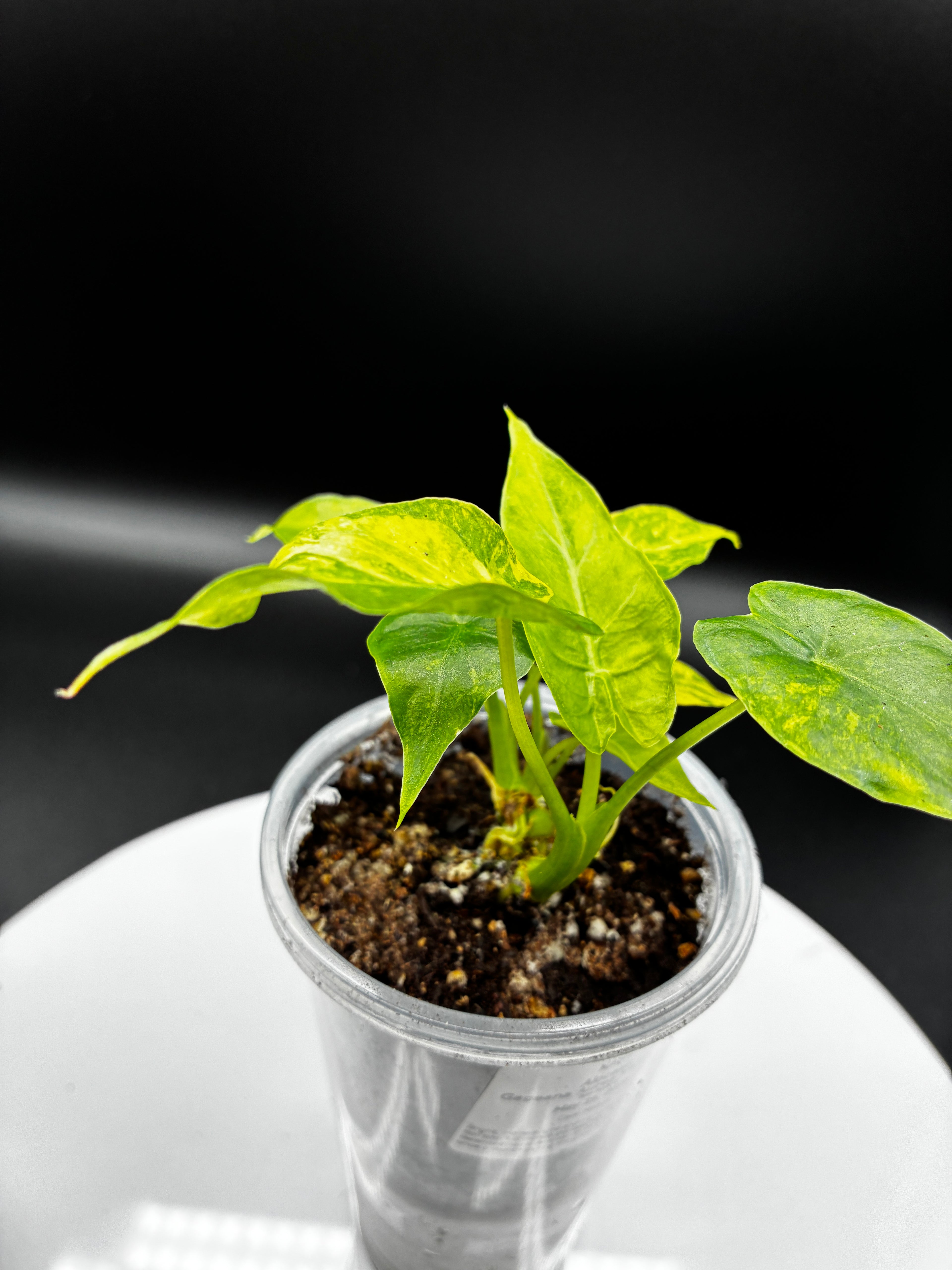 Alocasia Gageana Aurea Variegated #0082