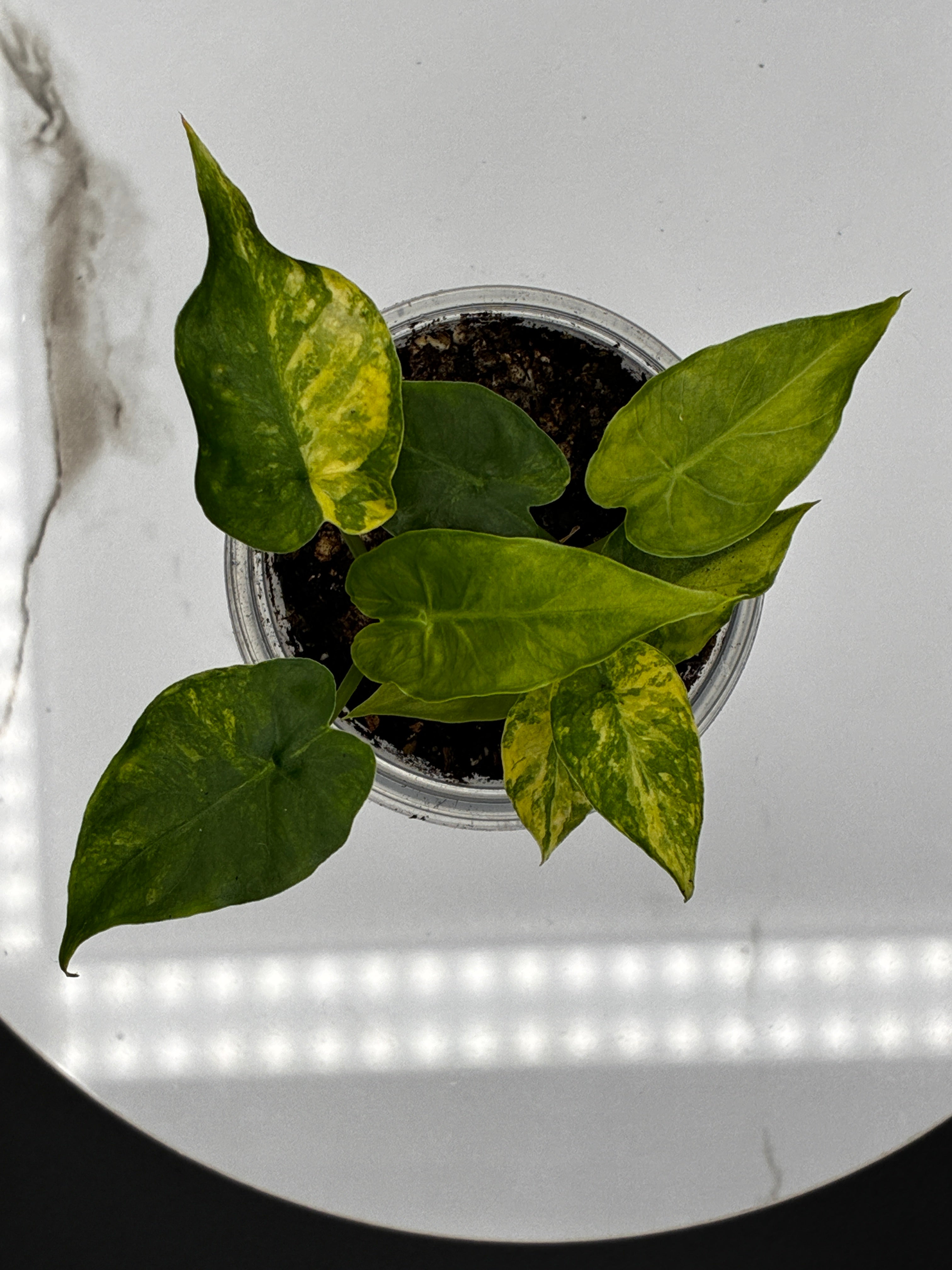 Alocasia Gageana Aurea Variegated #0082