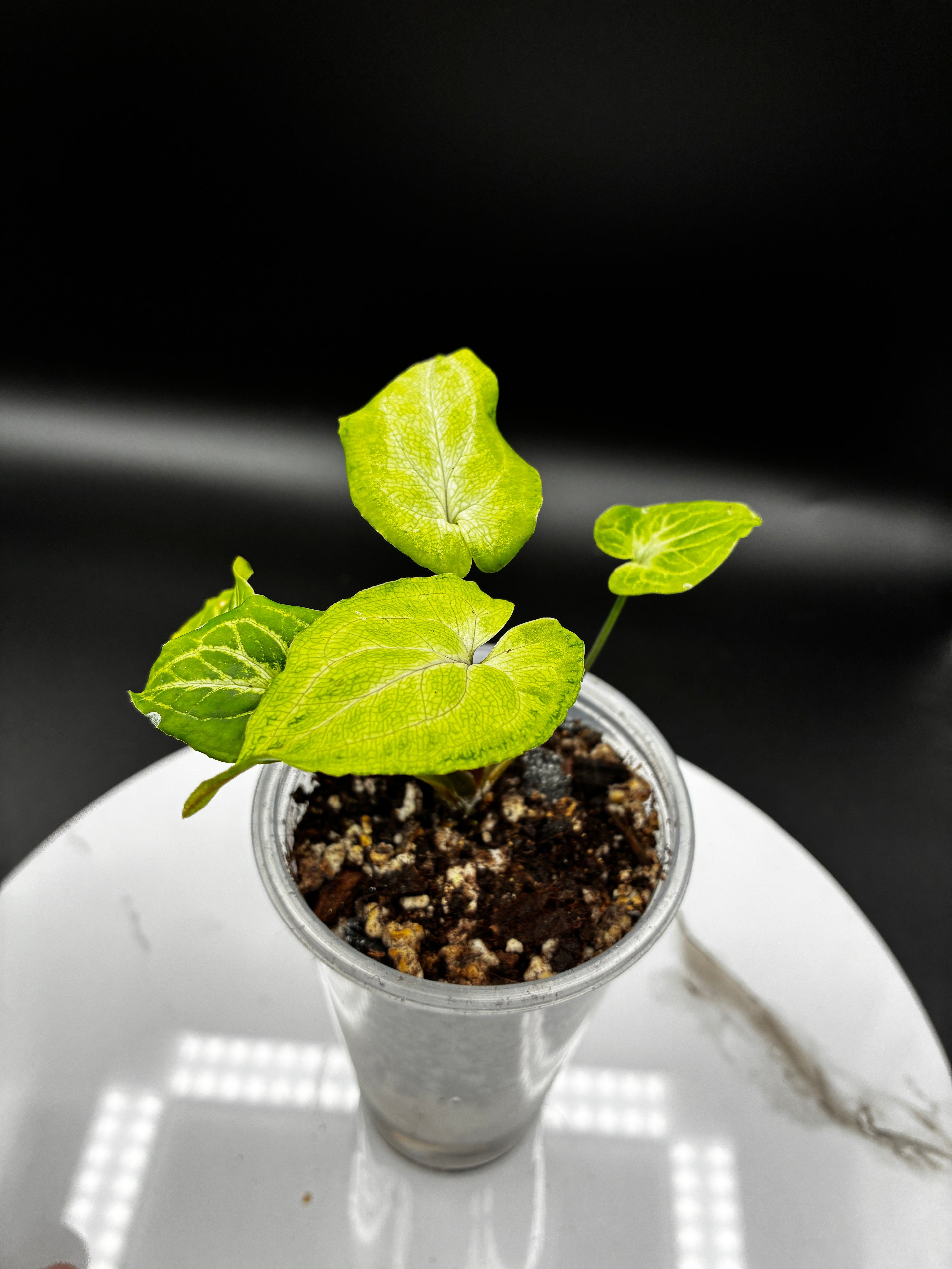 Syngonium Podophyllum Batik #0083