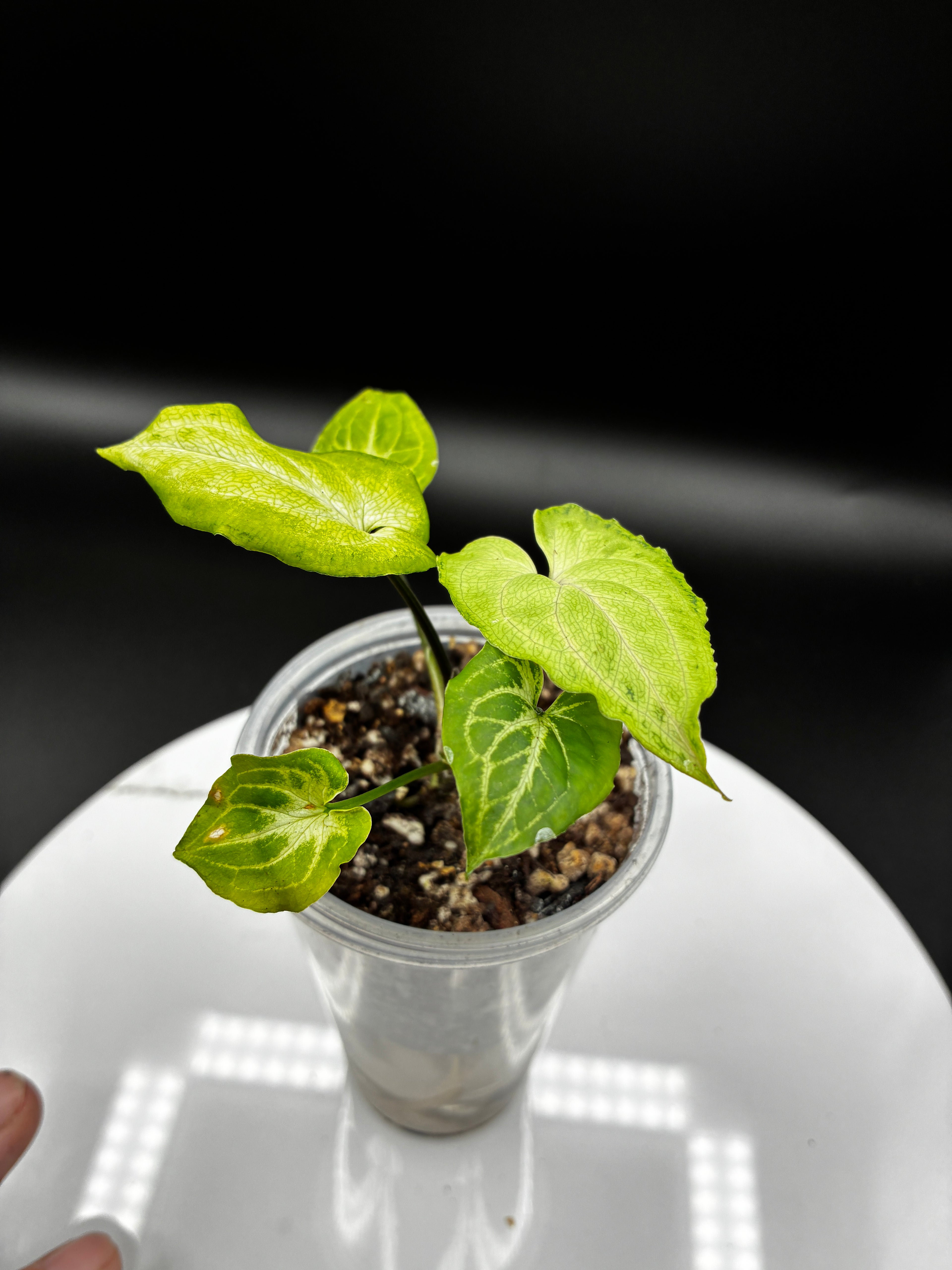 Syngonium Podophyllum Batik #0083