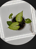 Syngonium Podophyllum Batik #0083