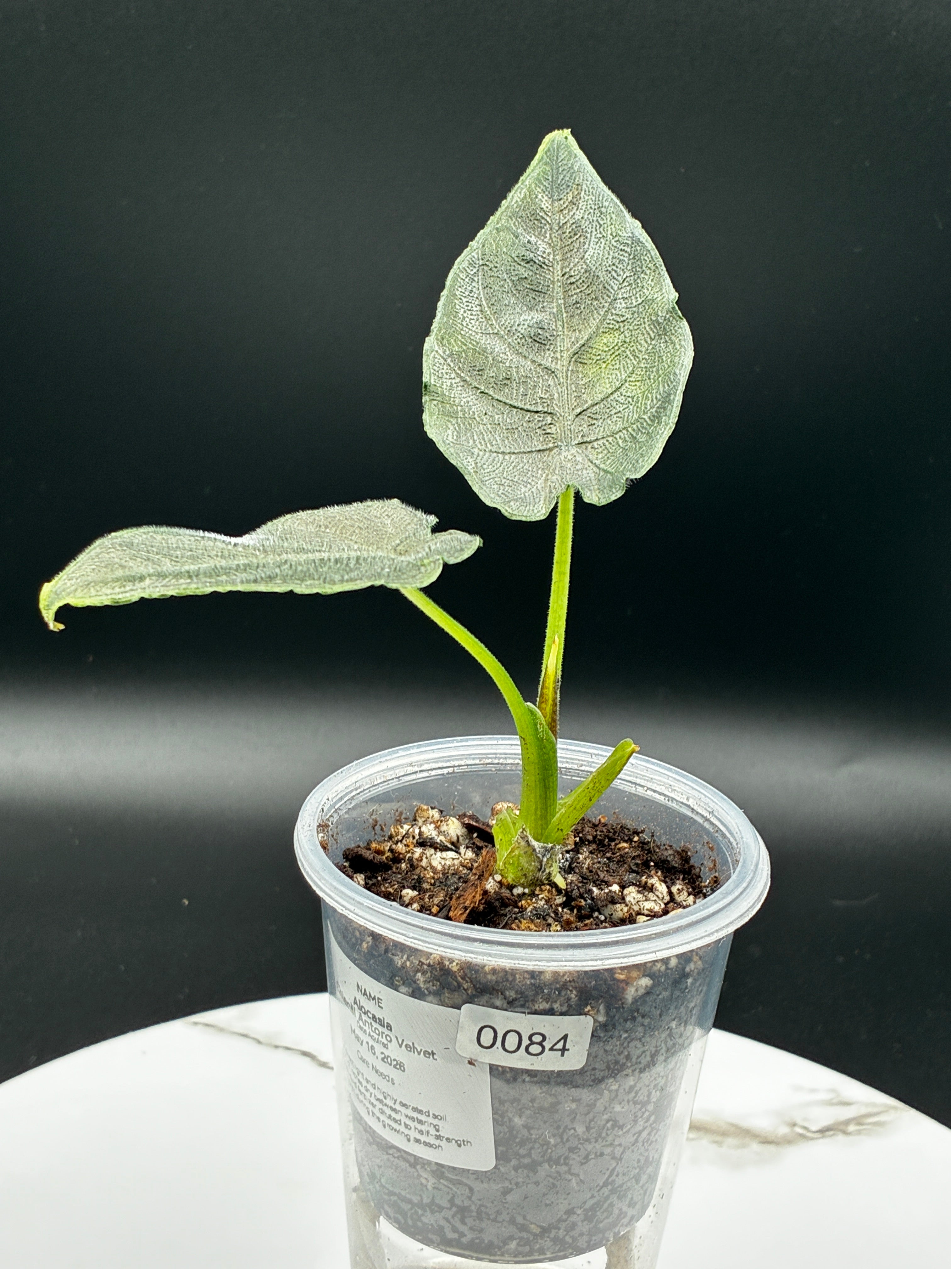 Alocasia Chienlii Antoro Velvet #0084