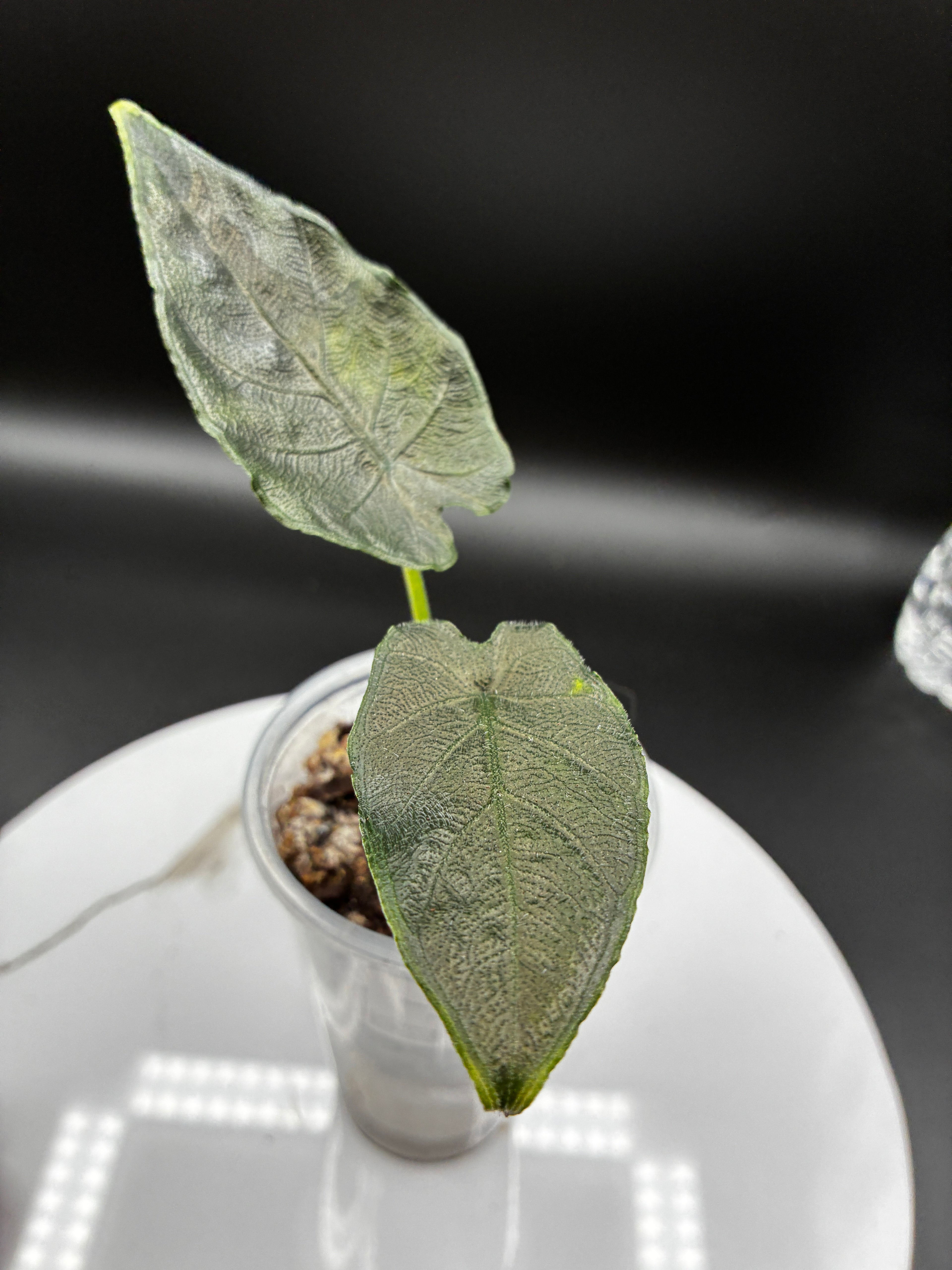 Alocasia Chienlii Antoro Velvet #0084