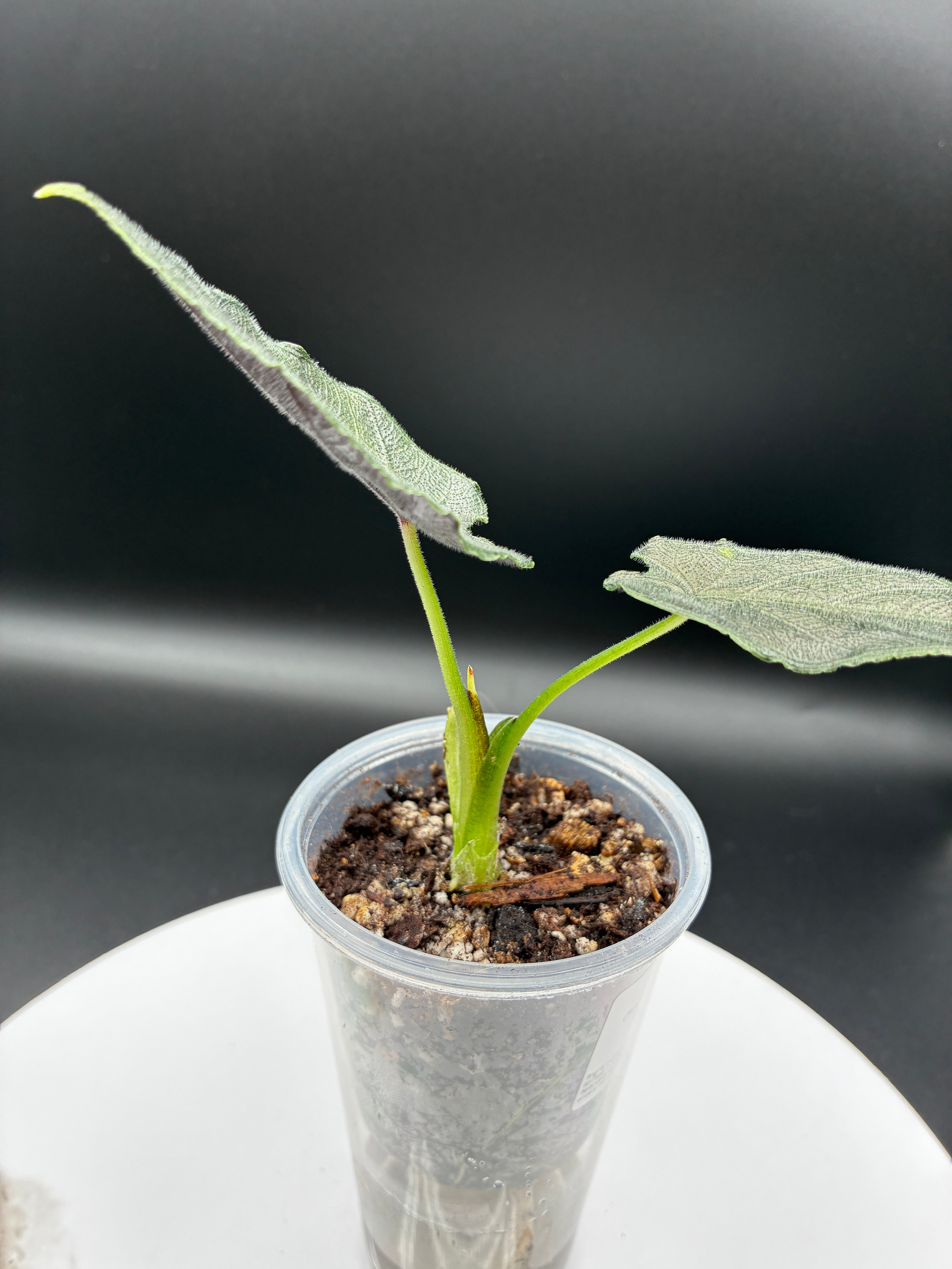Alocasia Chienlii Antoro Velvet #0084