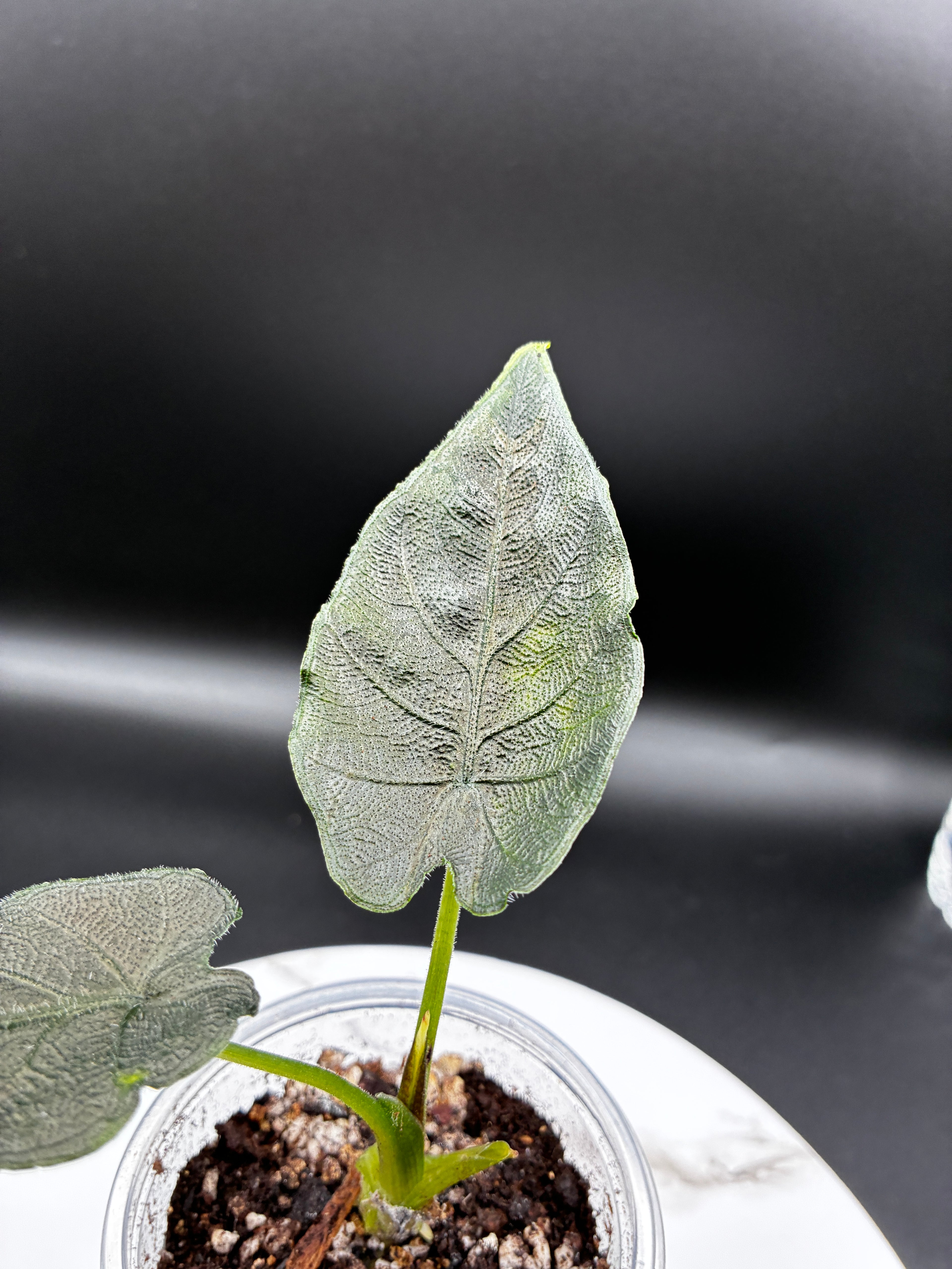 Alocasia Chienlii Antoro Velvet #0084