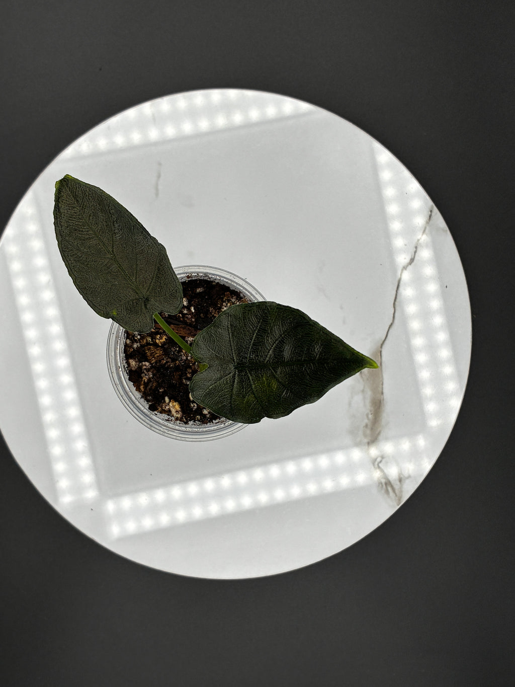 Alocasia Chienlii Antoro Velvet #0084