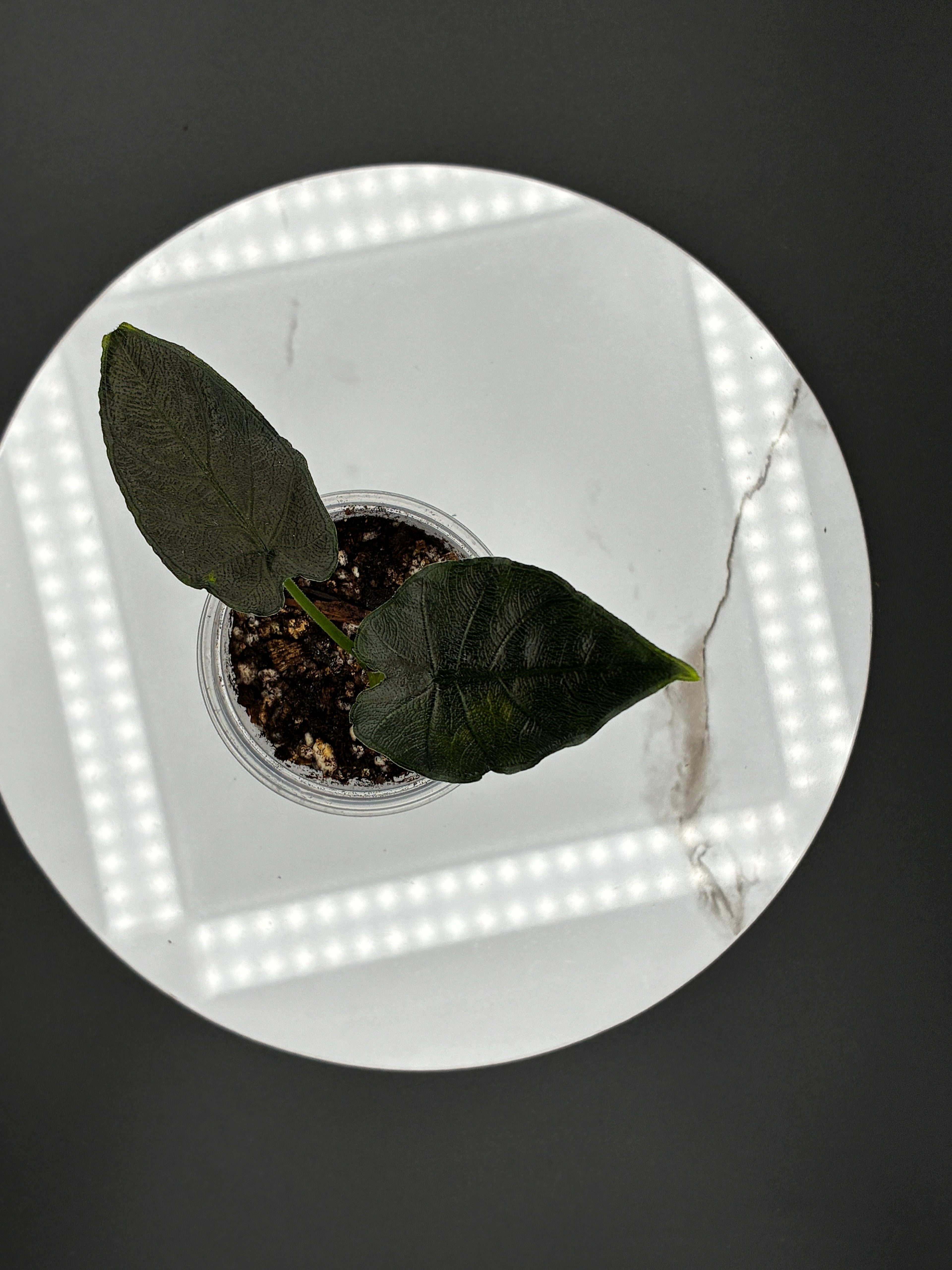 Alocasia Chienlii Antoro Velvet #0084