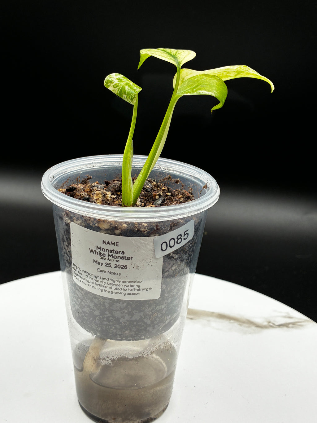 Monstera White Monster #0085