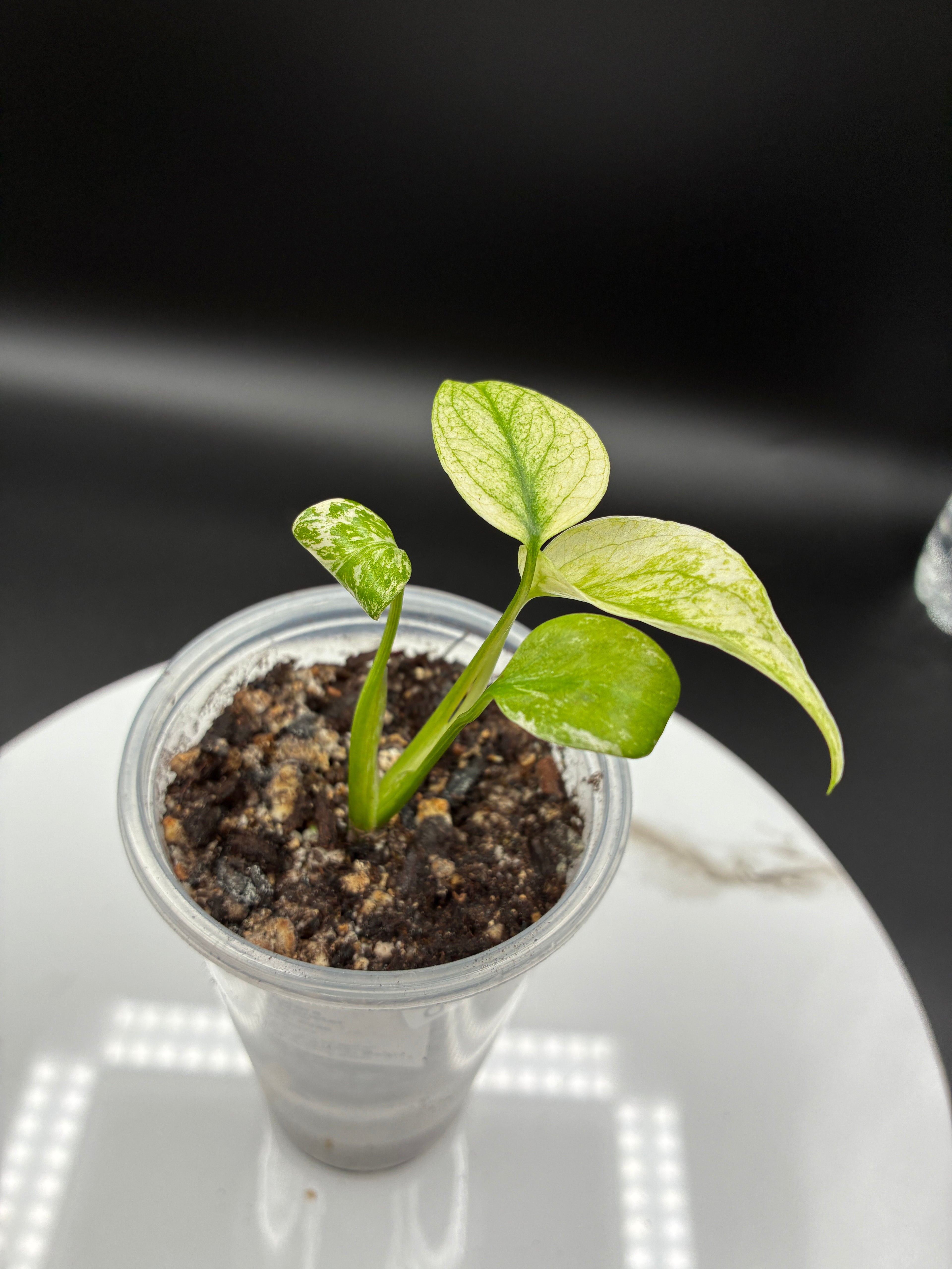 Monstera White Monster #0085