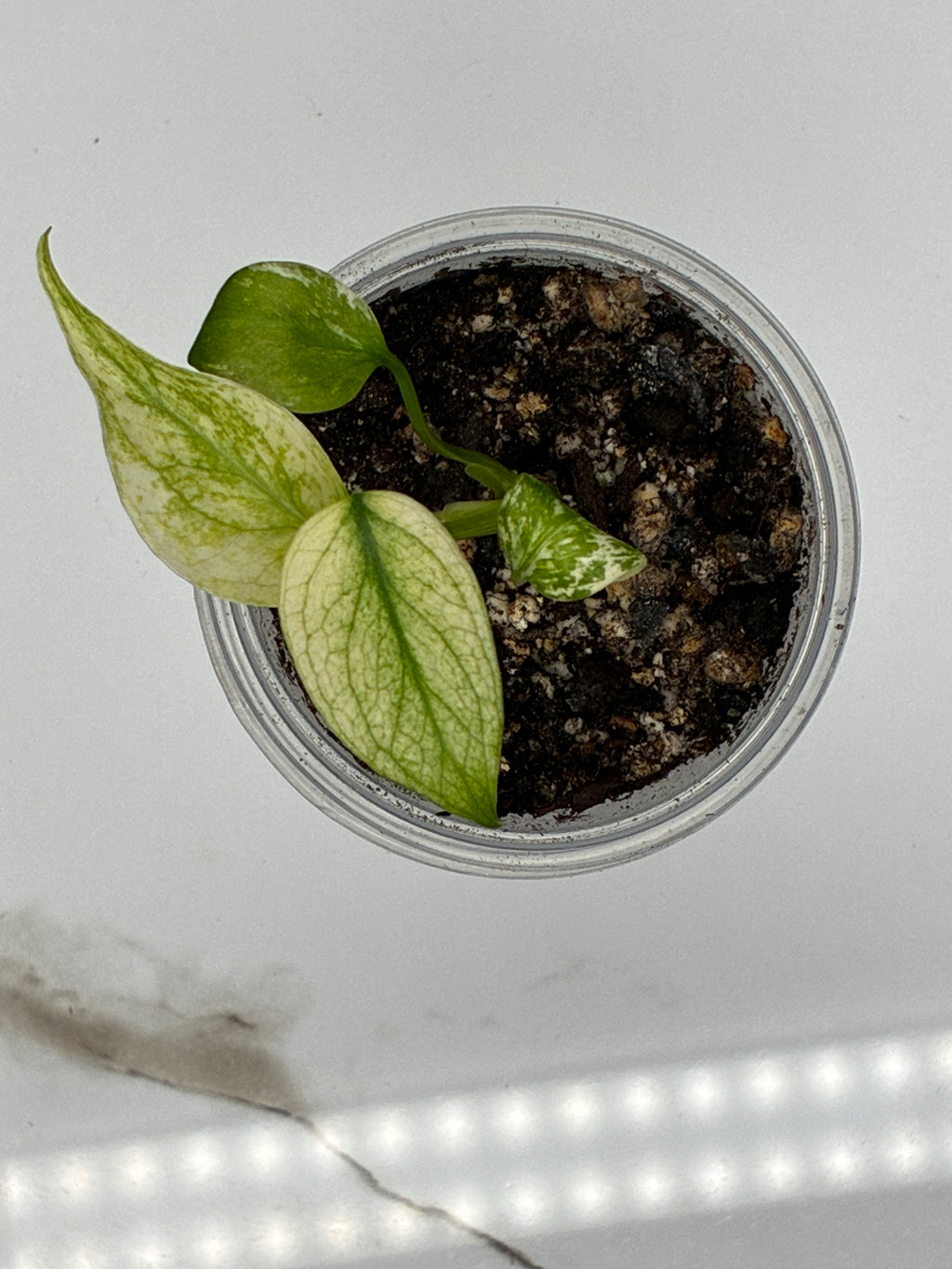 Monstera White Monster #0085