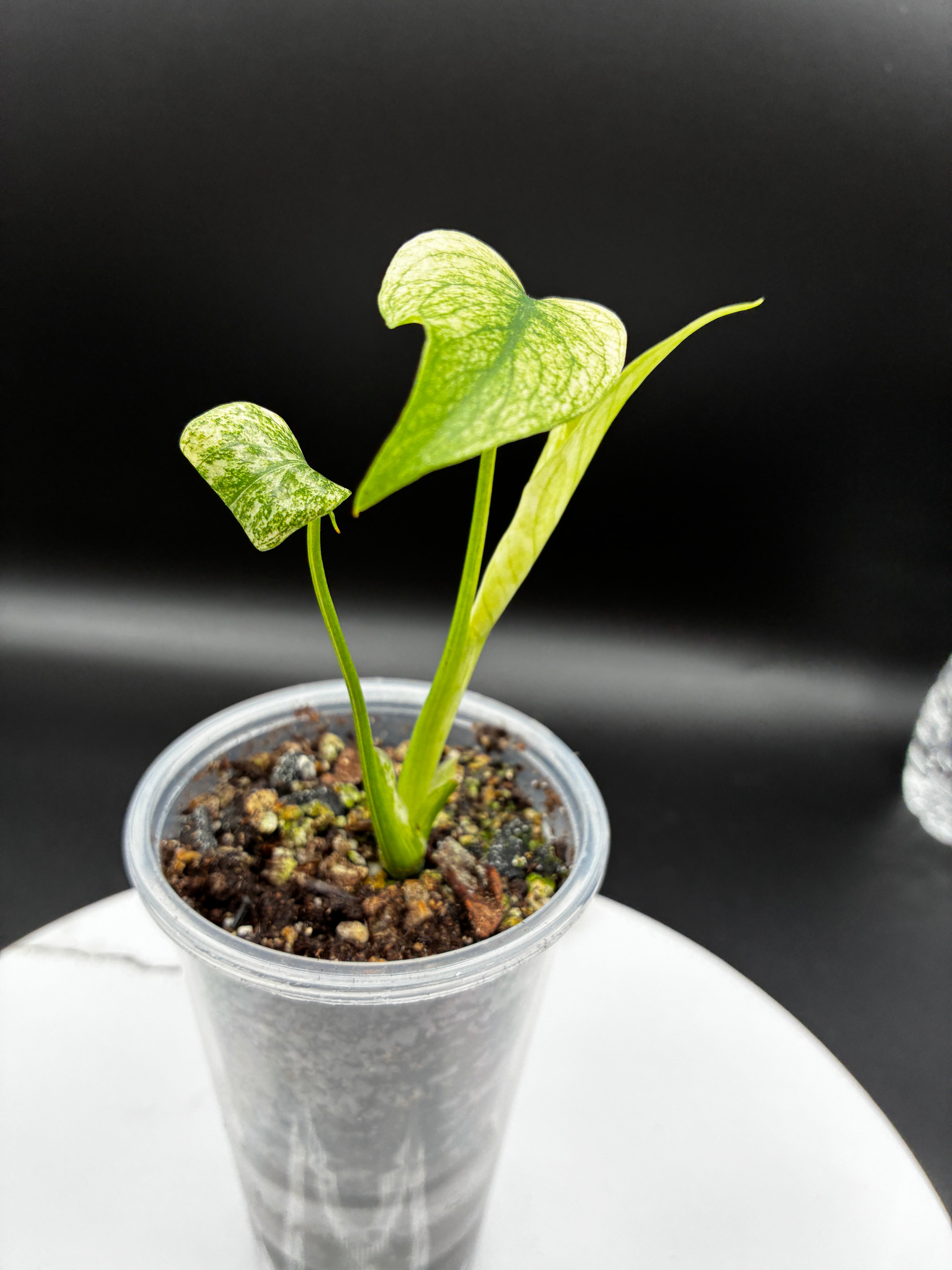 Monstera White Monster #0086