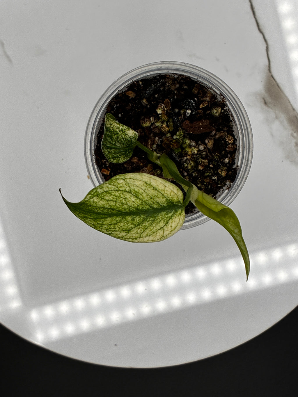 Monstera White Monster #0086