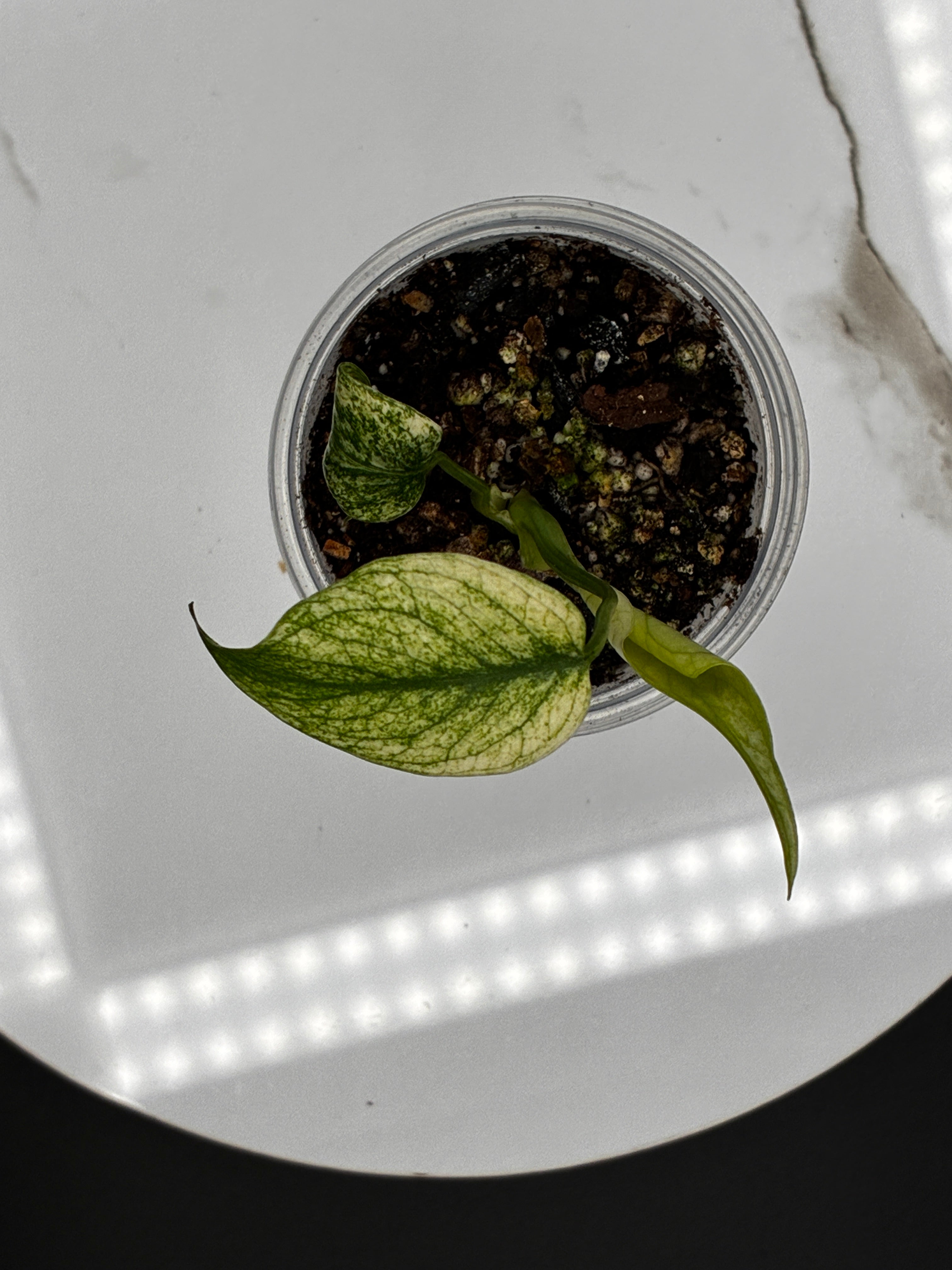 Monstera White Monster #0086