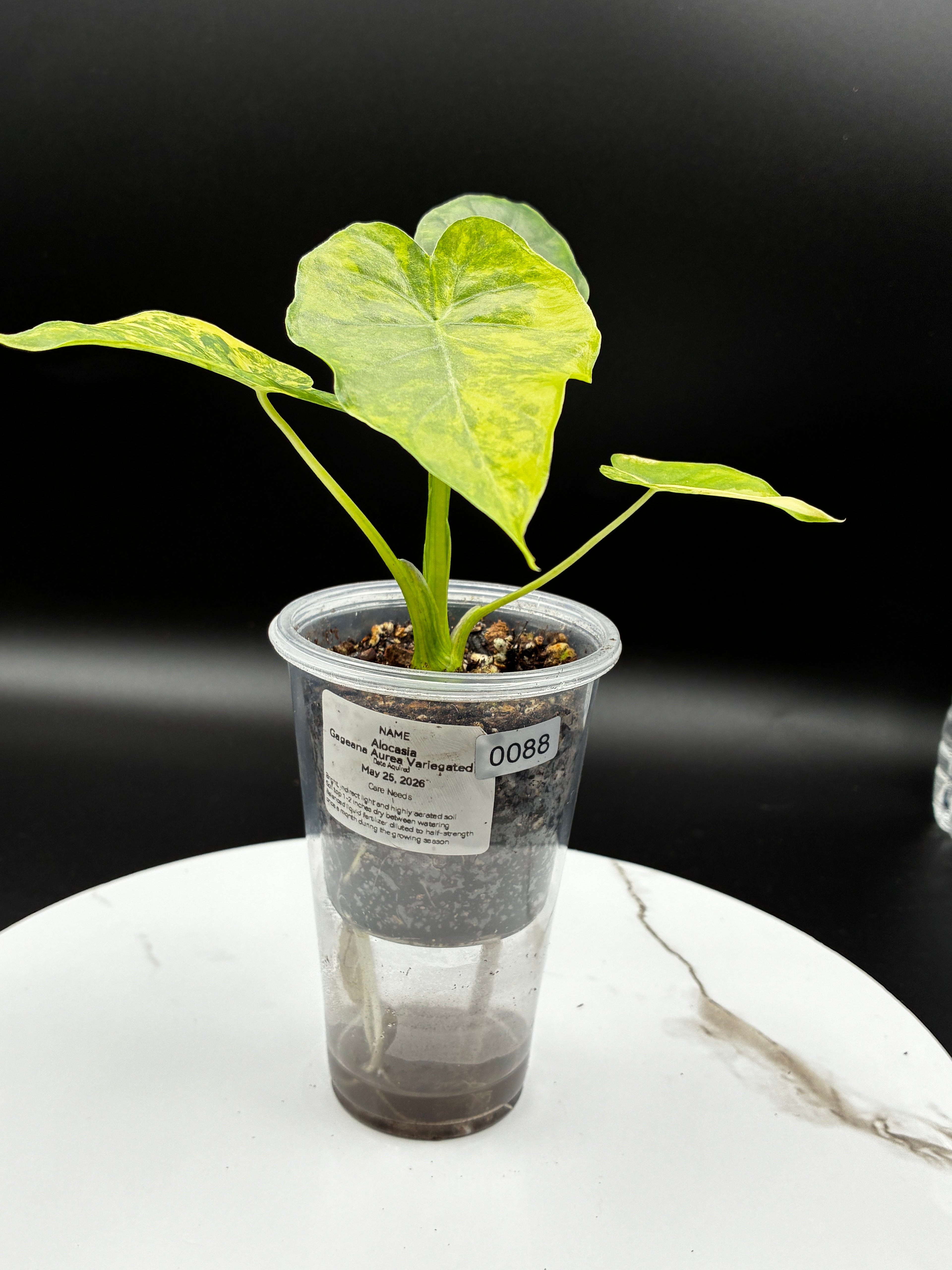 Alocasia Gageana Aurea Variegated #0088
