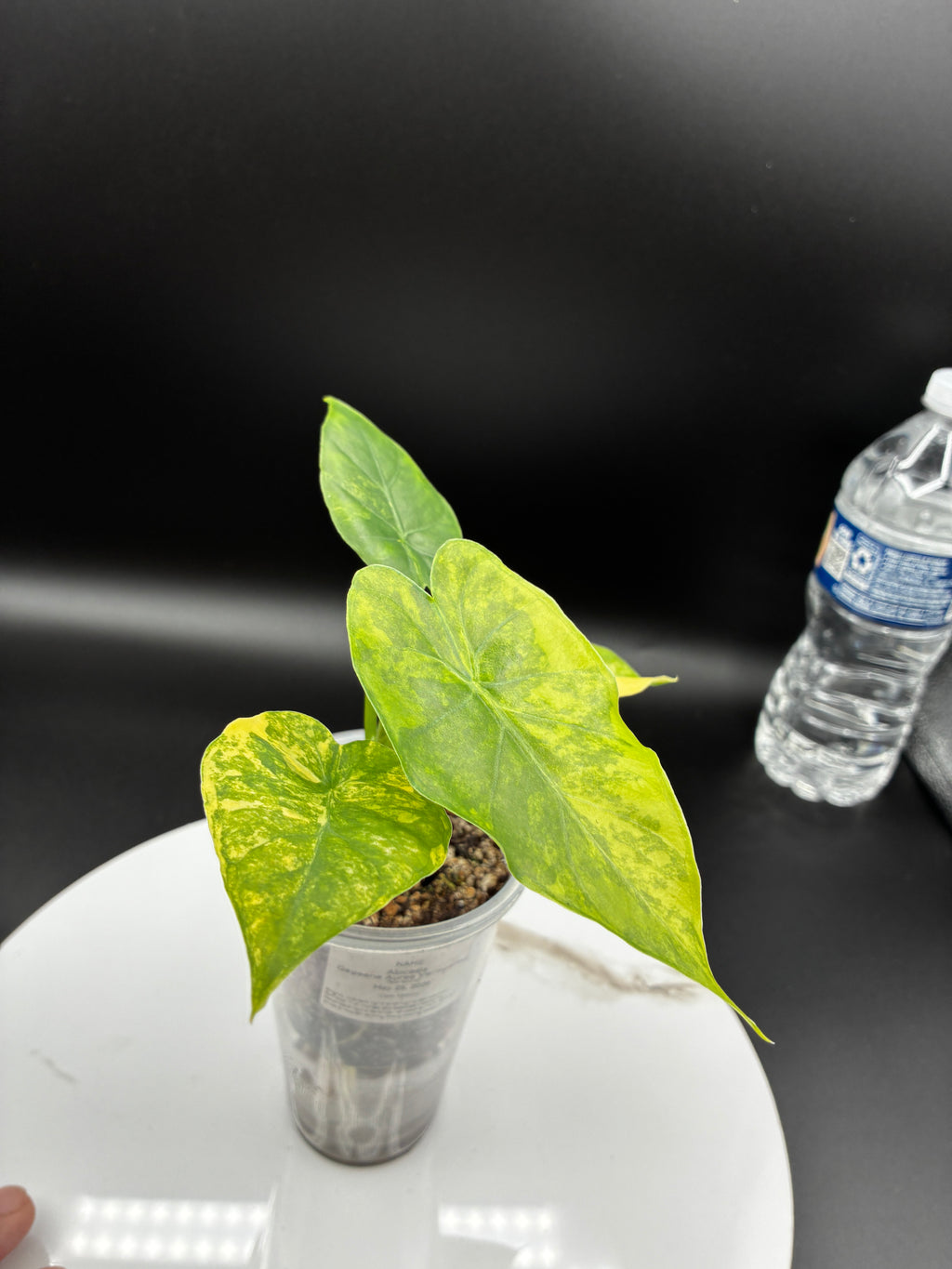 Alocasia Gageana Aurea Variegated #0088