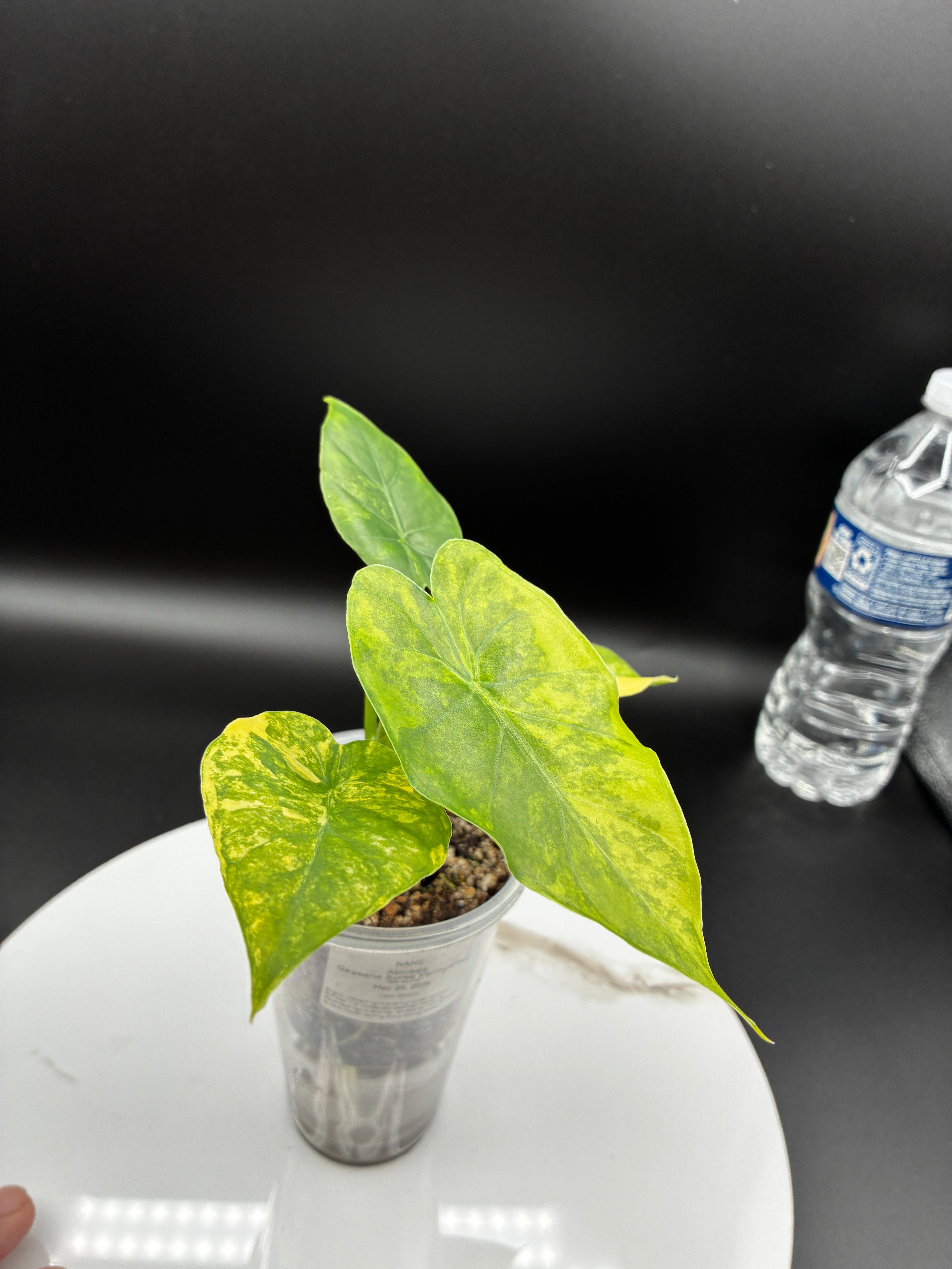 Alocasia Gageana Aurea Variegated #0088