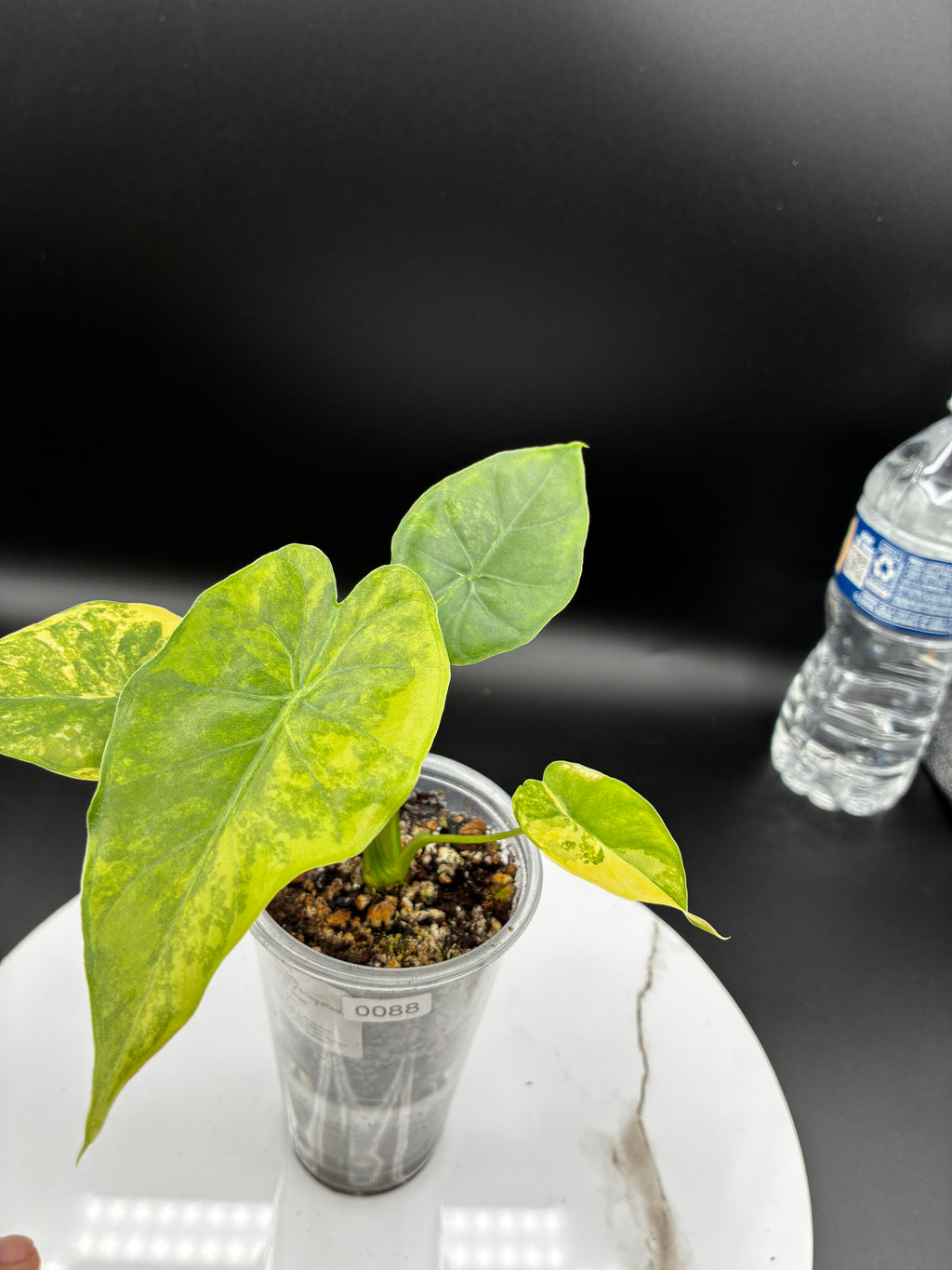 Alocasia Gageana Aurea Variegated #0088