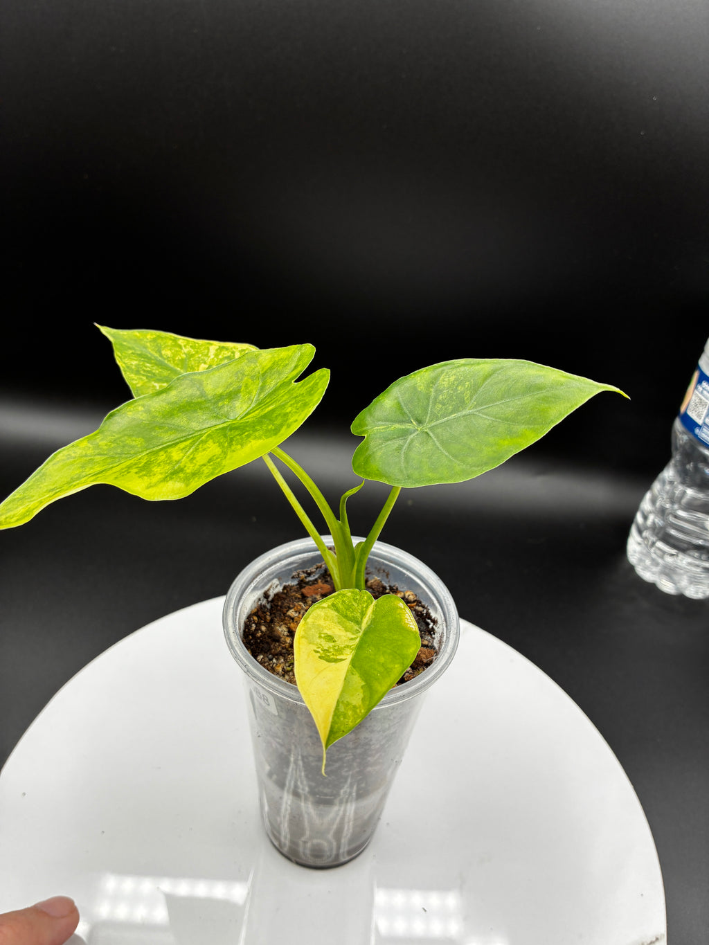 Alocasia Gageana Aurea Variegated #0088